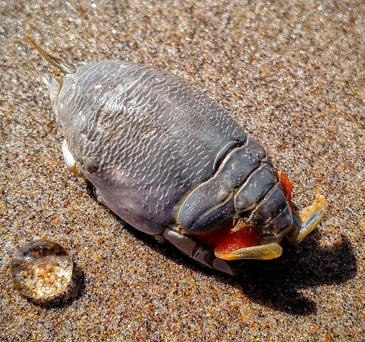 Atlantic Mole Crab Edible Atlantic Mole Crab Edible