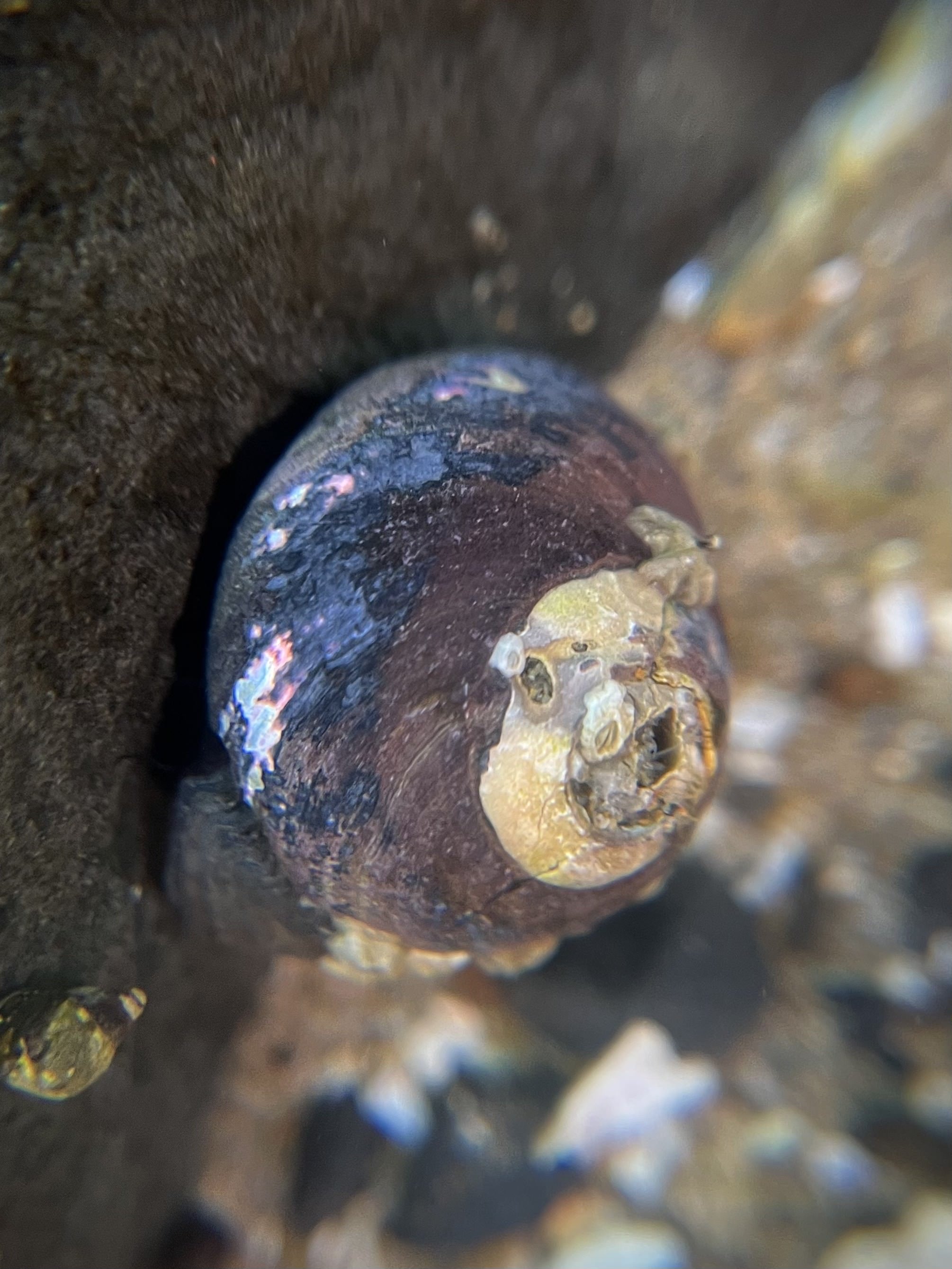 Black Tegula — Haystack Rock Awareness Program