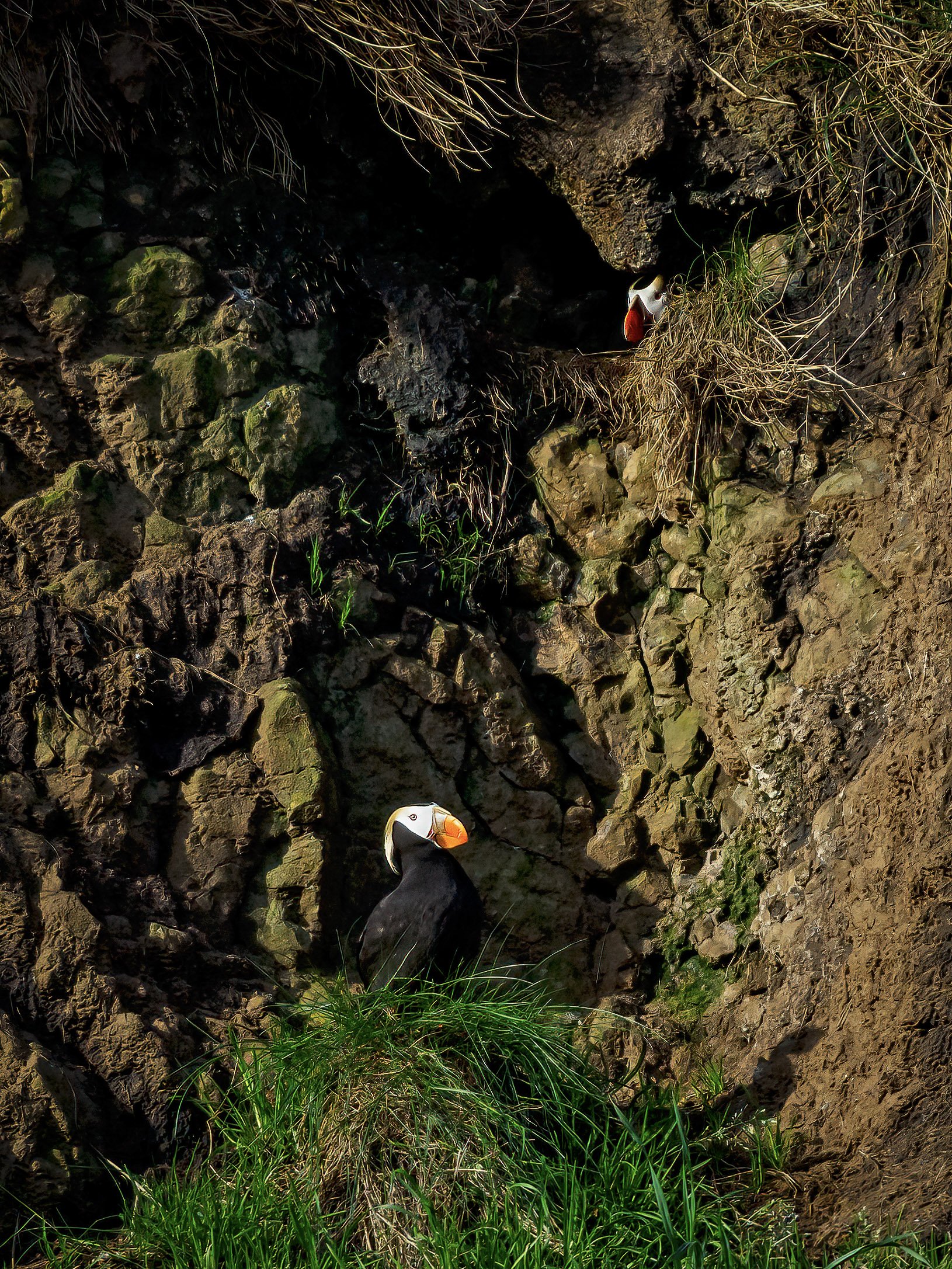 Tufted puffin  Oregon Department of Fish & Wildlife