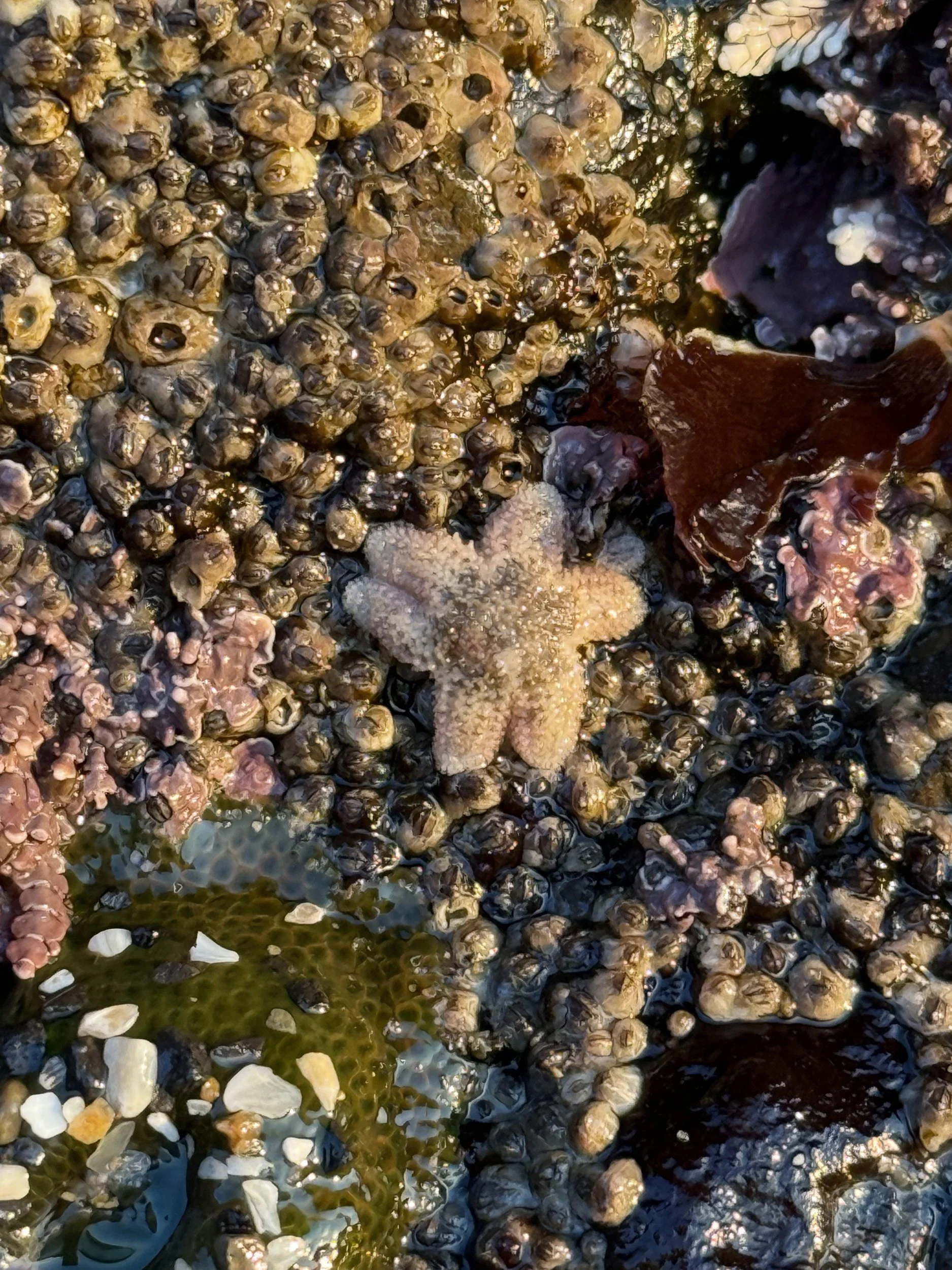 6 Rayed Starfish Six-Rayed Sea Star — Haystack Rock Awareness Program