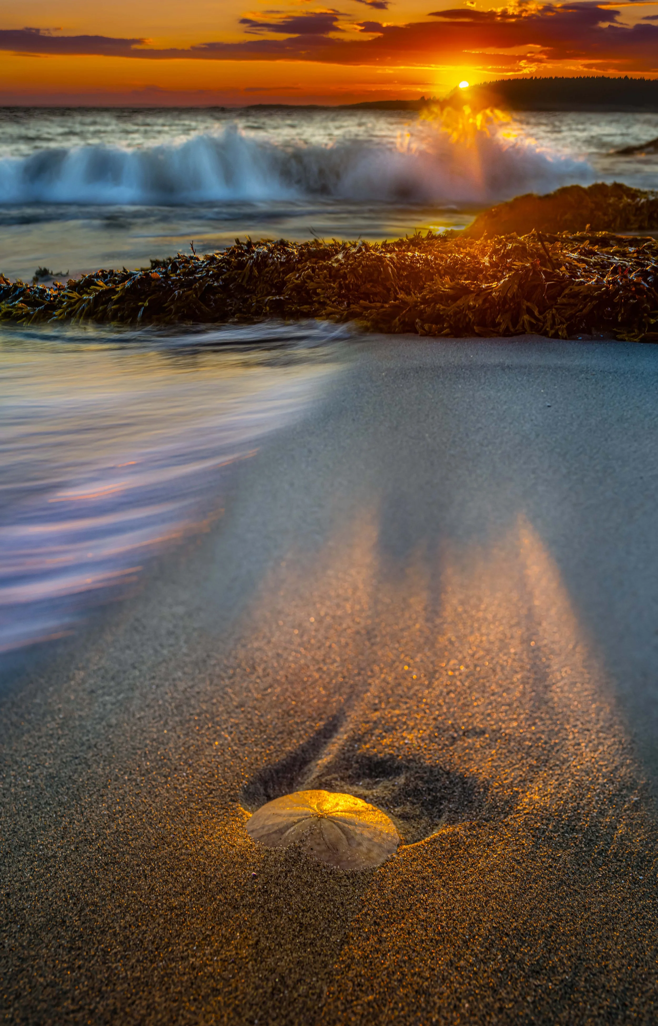 sand dallorFinal2.jpg