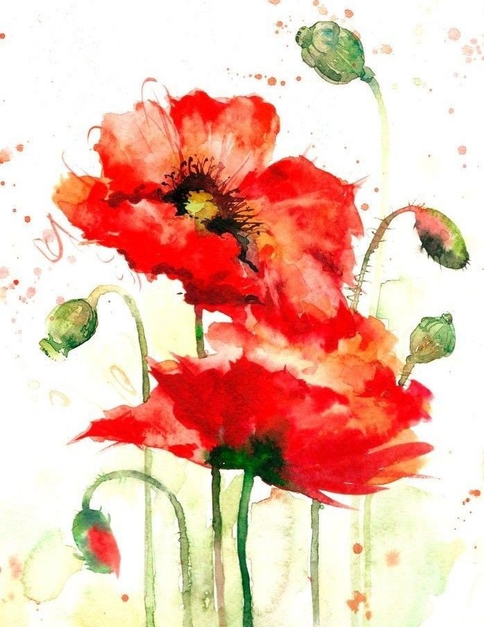 H20 red poppies soft.jpg