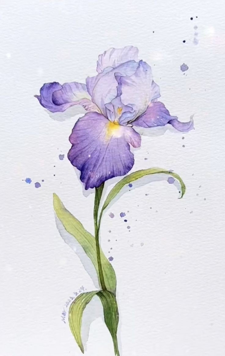 h20 iris.jpg