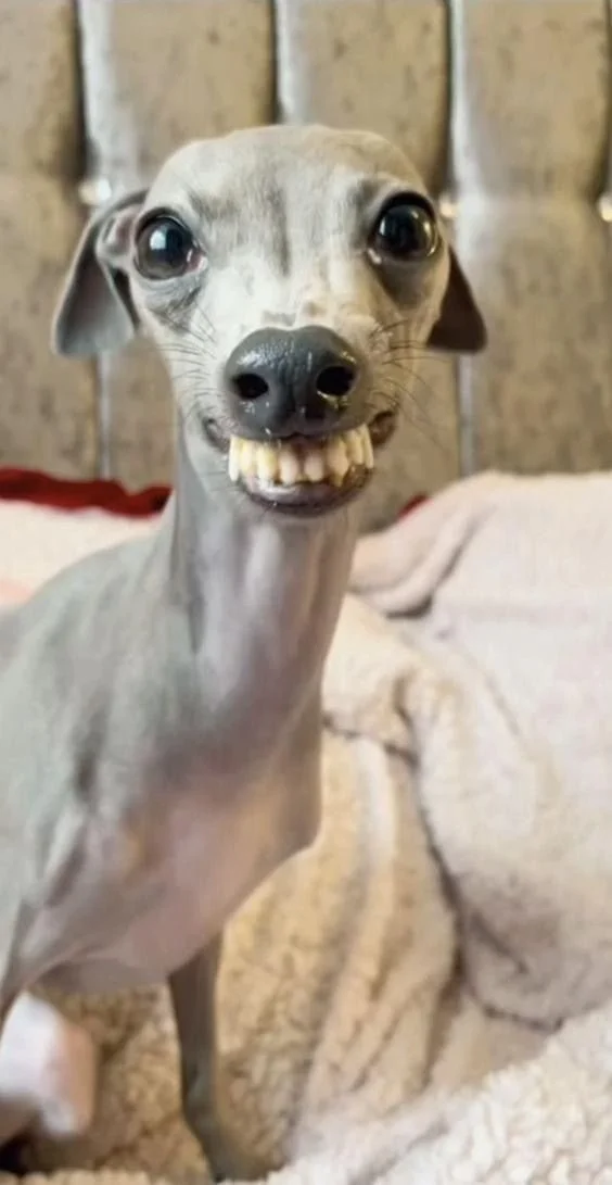 ugly dog.jpg