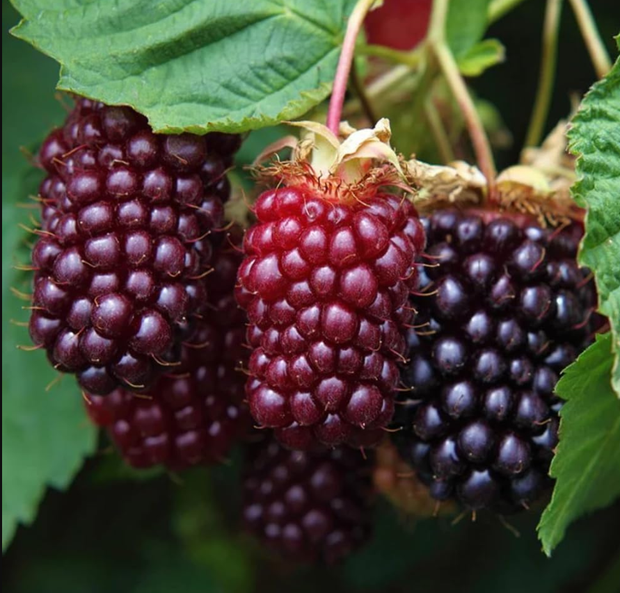 Screenshot 2025-12-23 144134.png