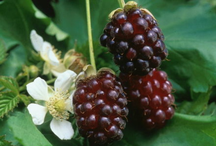 Fresh Standard Pack Boysenberries