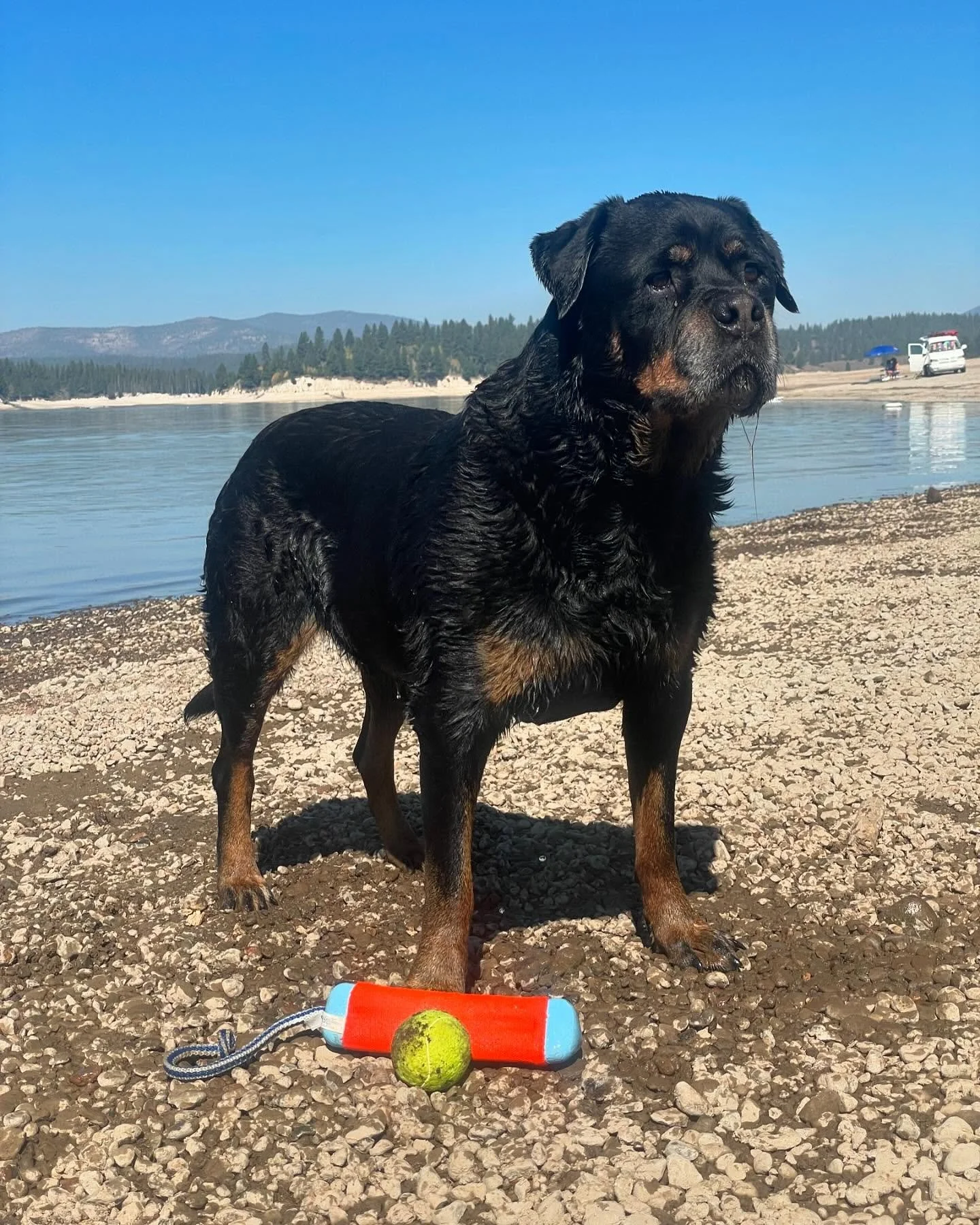 Rest in Peace Onyx! 😇🙏 We lost another Beastly Boy - he joined his cousin Orso. He loved being a werking dog and man model for GDC. Otherwise know as Chef for his passion for all things food. We miss and love you forever Onyx! You were so funny goo