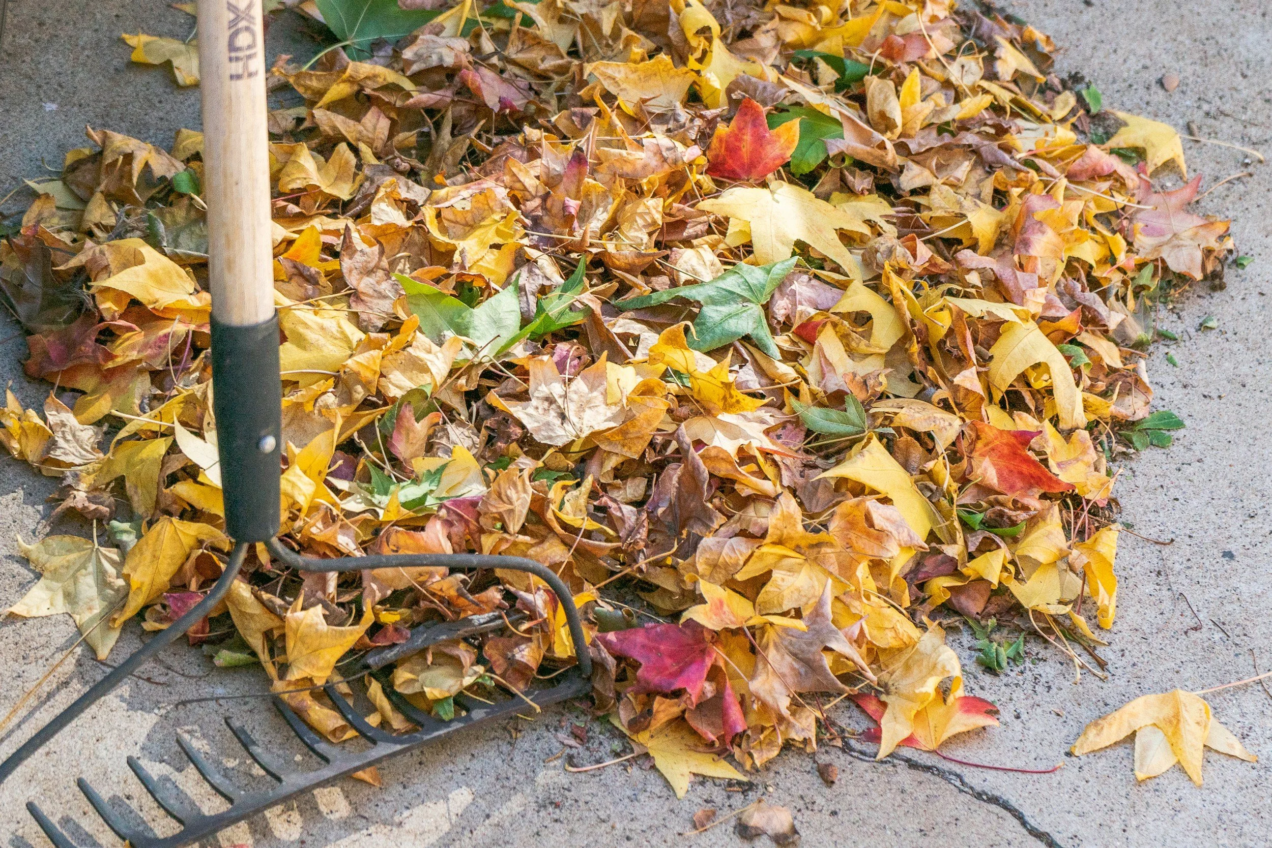 2026 Fall Clean-Up Week