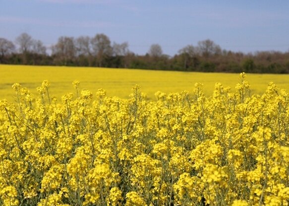 Happy Monday from Newhouse Farm! ⁠
⁠
Golden fields of rapeseed are a common sight on farms at the moment - a quintessential spring time scene. ⁠
⁠
Have a great week! ⁠
⁠
#newhousefarm #oilseedrape #arablefarm #hampshirefarm #farming #winchester #basi