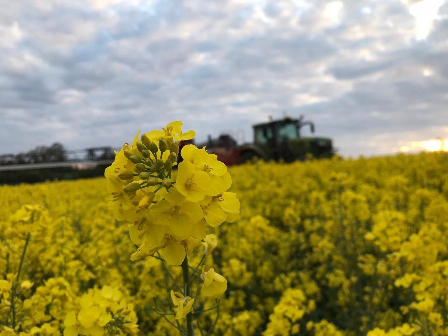 Bit of evening spraying on the oilseed rape. ⁠
⁠
We spray with a mix of fungicide and micronutrients to help prevent disease and promote health growth. ⁠
⁠
Whenever we have to spray a flowering crop, we do it in the evening to reduce the chance of it