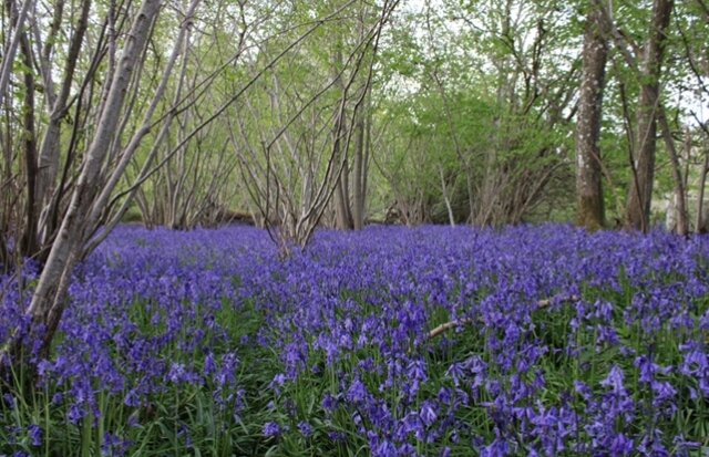 Late spring is such a beautiful time on the farm - we are lucky to enjoy beautiful bluebell displays around the wooded areas as far as the eye can see. This year they've been particularly impressive. ⁠
⁠
Many insects reap the benefits of bluebells wh