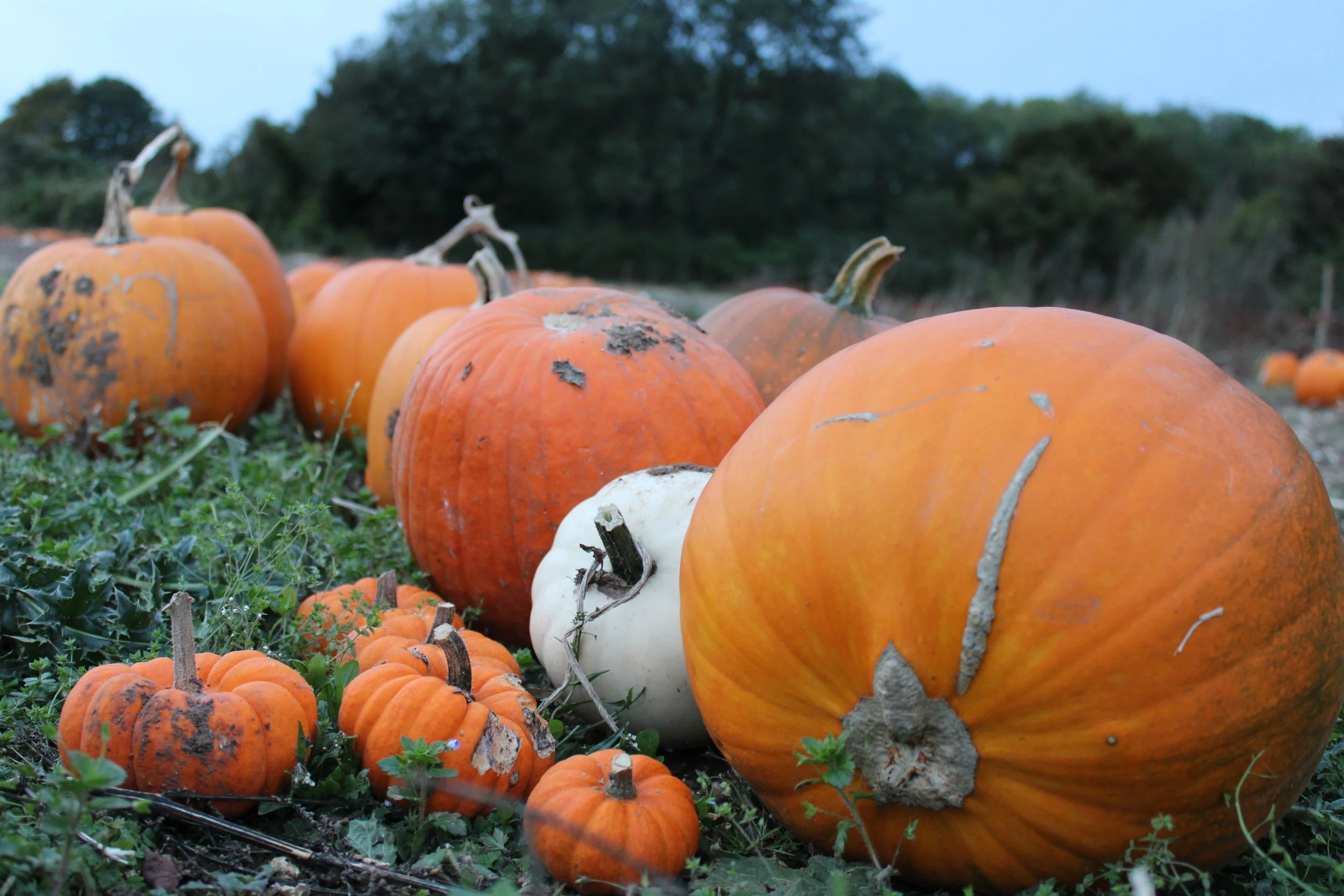 Newhouse Farm Partnership