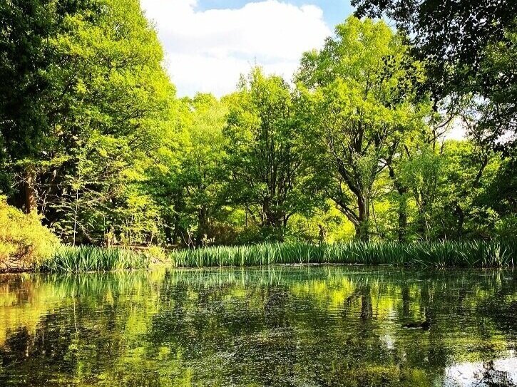 Pond+on+Hampstead+Heath+with+green+vegetation+and+trees.jpeg