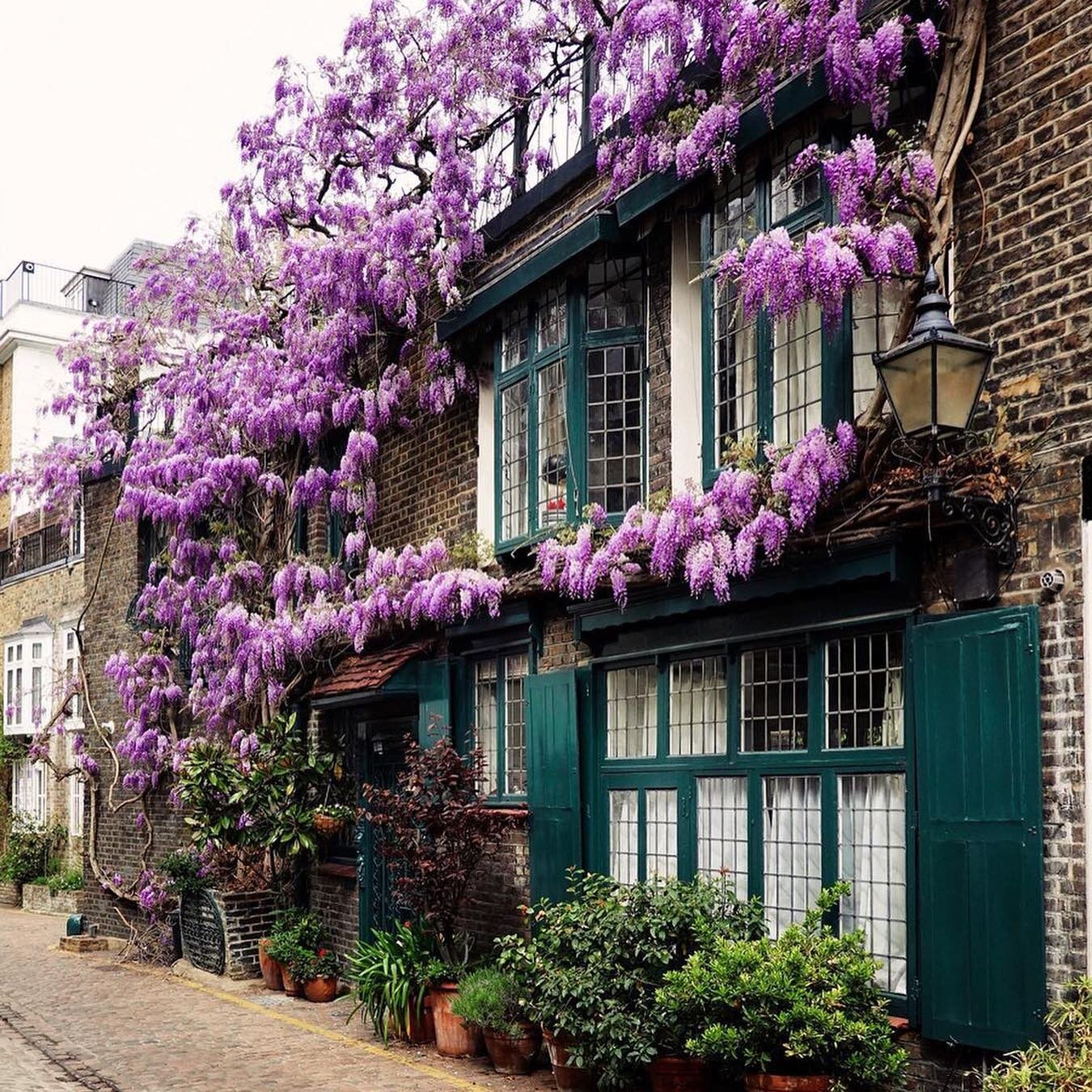 Purple Reign: Exploring the Best Wisteria Spots in London

As the days start to get warmer and the skies turn blue, Londoners start looking forward to the beautiful spring season. One of the most iconic sights of spring in London is the blooming of t