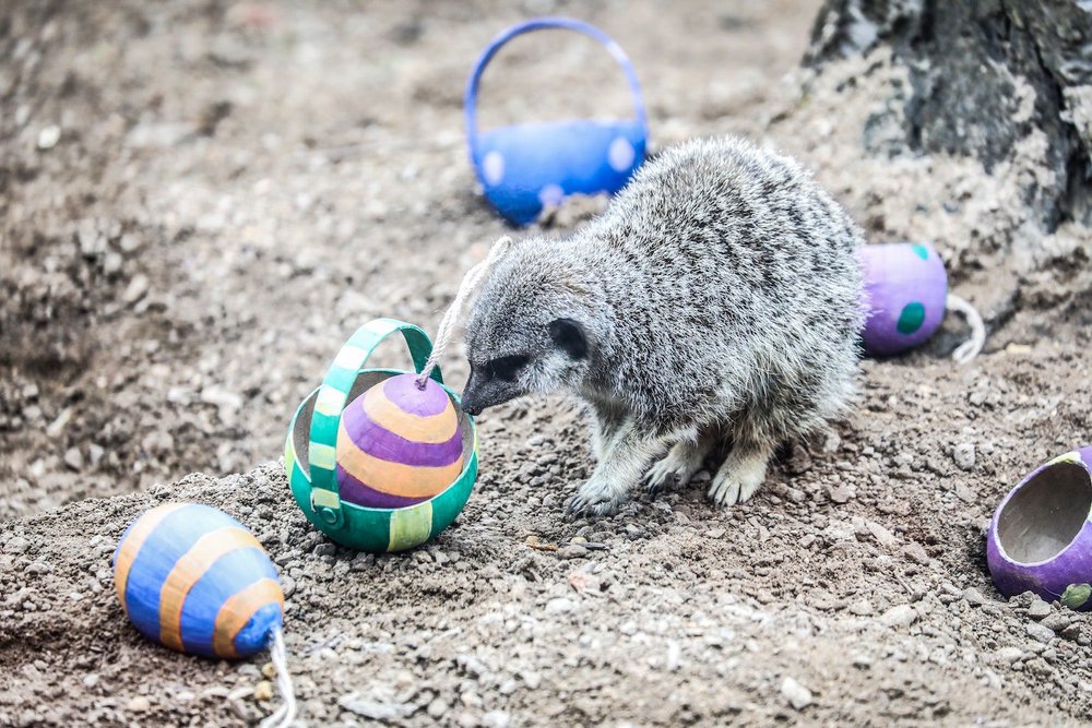 Meerkat-to-London-Zoo-enjoys-Easter-egg-c-London-Zoo-1.jpg
