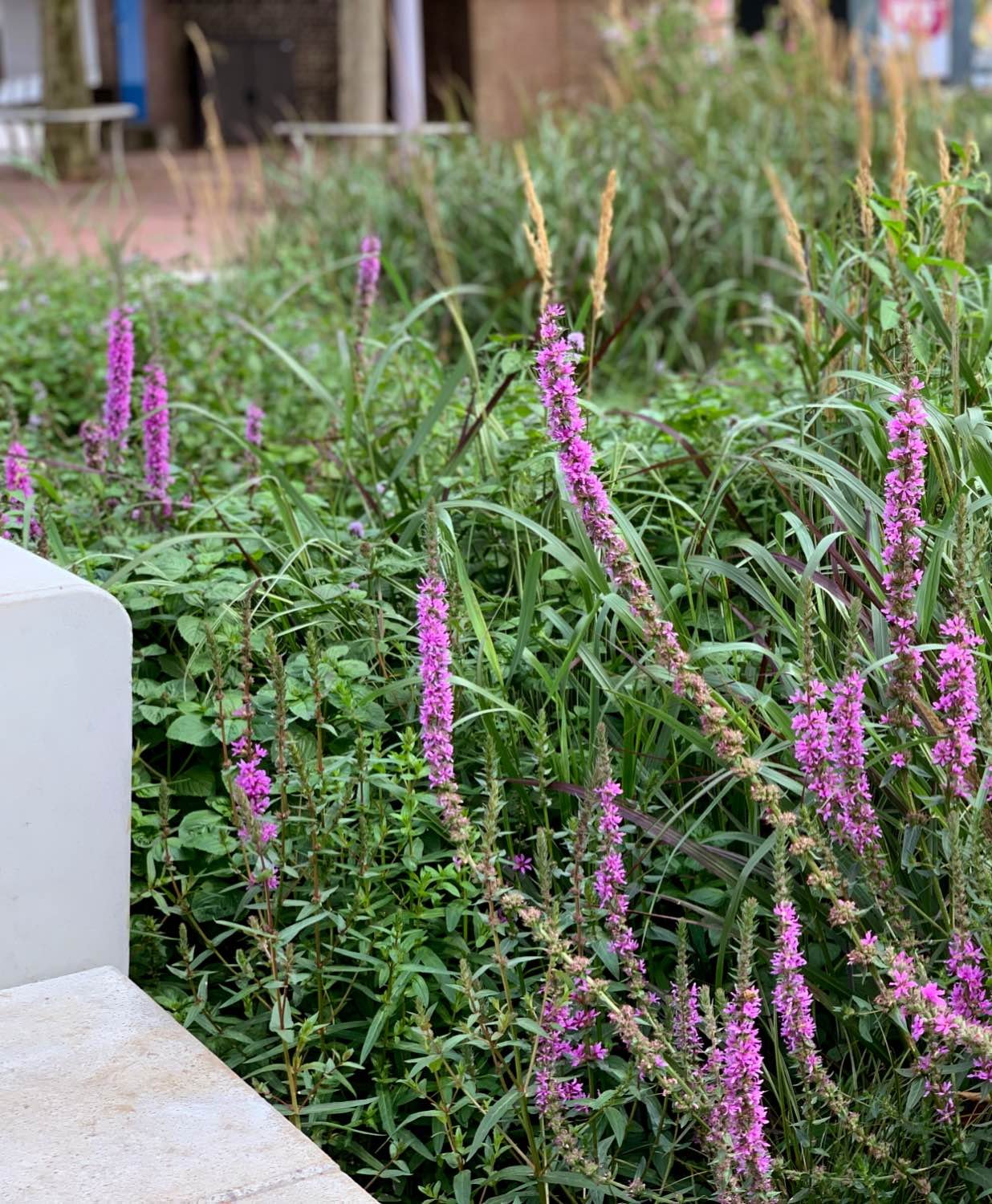 BlueBiofilter - Op natuur gebaseerde regenwaterzuivering