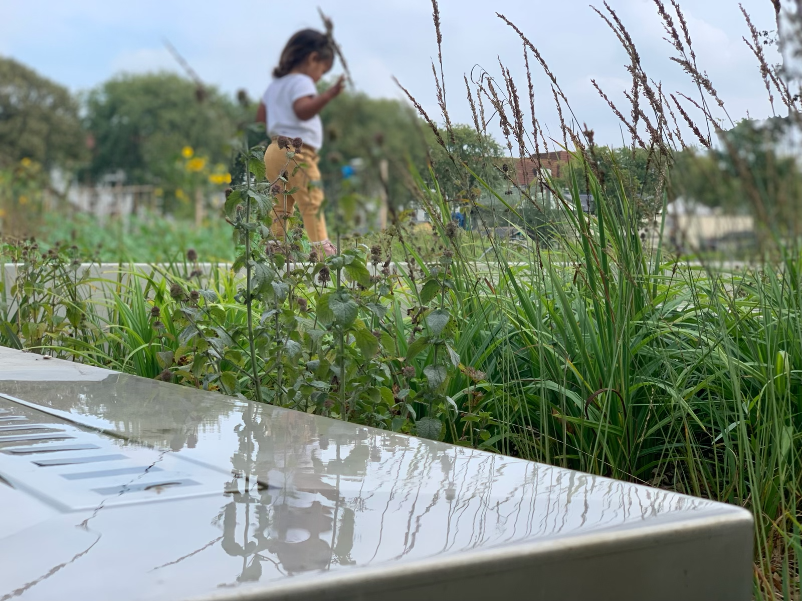 The Hague turns park stormwater into a local water source for gardens and urban farming
