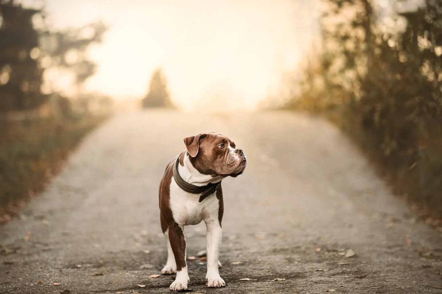 🍂🍁 Vi liker h&oslash;sten! .
.

.
. .
.
. .
.
.

.
.
.

.

#bulldog #forfotografer #dotb #dogmom #oslo #norway #nature #petphotographer #dogsofinstagram #bulldogsofinstagram #h&oslash;st #autumn #bulldoglovers #canonphoto #dogphotography #dogsofnor