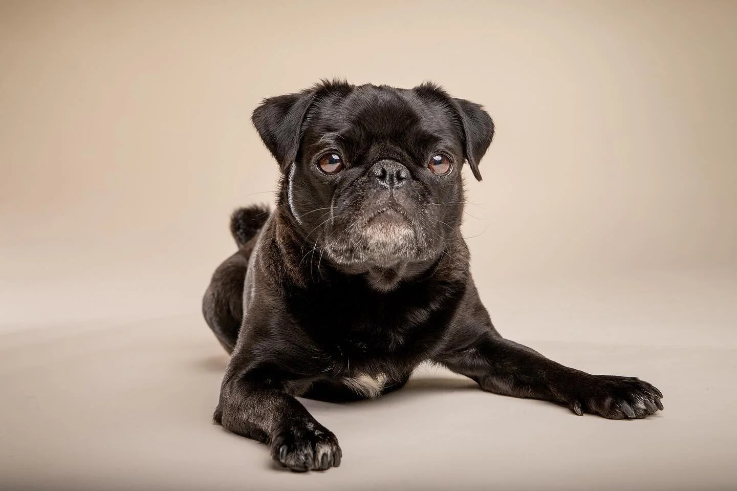 L&aelig;rte meg noen tyske gloser ig&aring;r da jeg fotograferte Denne fine mopsen🥰  Emma 🐶flyttet nylig fra Tyskland til Norge. 

.
.
.

.
.
.

Ta kontakt om du &oslash;nsker fotografering av din hund! 

 #hundp&aring;insta #dogs  #hund #hundinorg
