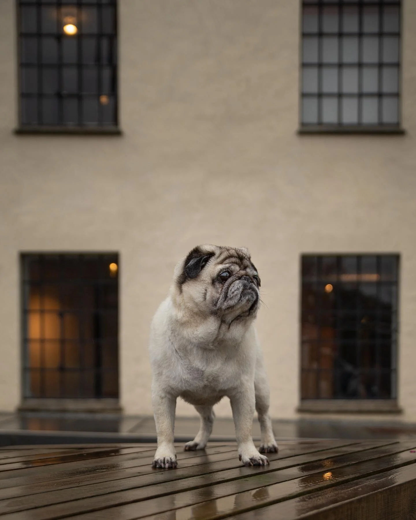 Kuleste mopsen i byen! 

 #hundp&aring;insta #dogs  #hund #hundinorge #dogsofinstagram #pug #pugsofinstagram #mops #forfotografer #petphotography #dogphotography #norway #norge #Hairofthedogacademy #dog #autumn #ffmedlem #liveterbestmedhund #ilovedog