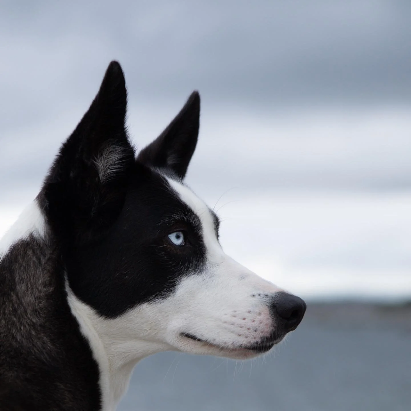 🐶 

#alaskanhusky #husky #dogsofinstagram #petphotographer #dogphotographer #forfotografer #ffmedlem #hunderinorge #hundefotograf #oslo #nannestad #canonnorge #doglover #hundemamma #mennesketsbestevenn