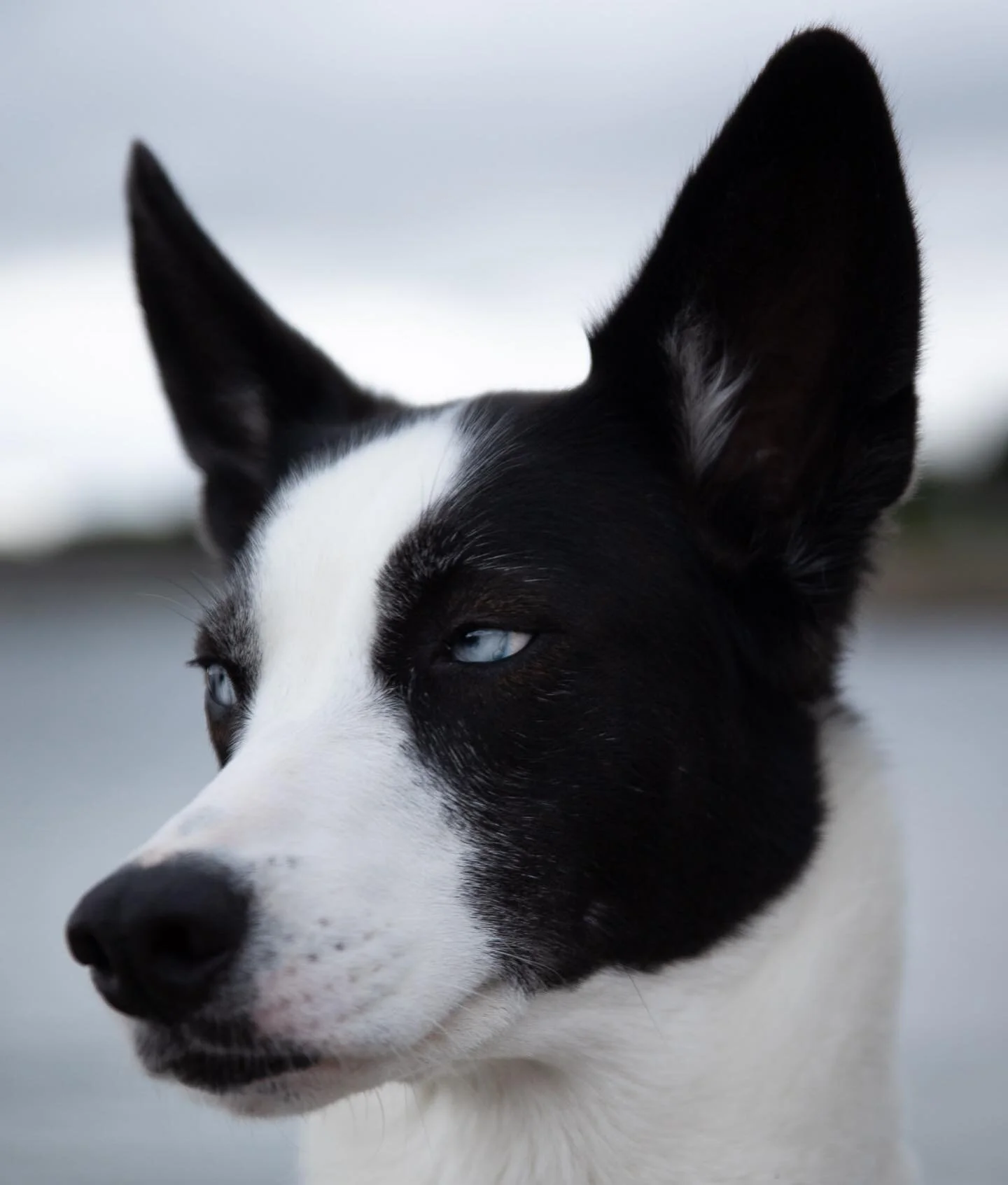 Alaskan Husky. De &oslash;ynene😍

#alaskanhusky #alaskahusky #hundinorge #dogstagram #petphotographer #dogmom #dogphotographer #forfotografer #ffmedlem #hundefotograf #canonnorge #mennesketsbestevenn
#oslo #nannestad #mansbestfriend #puppyportrait
