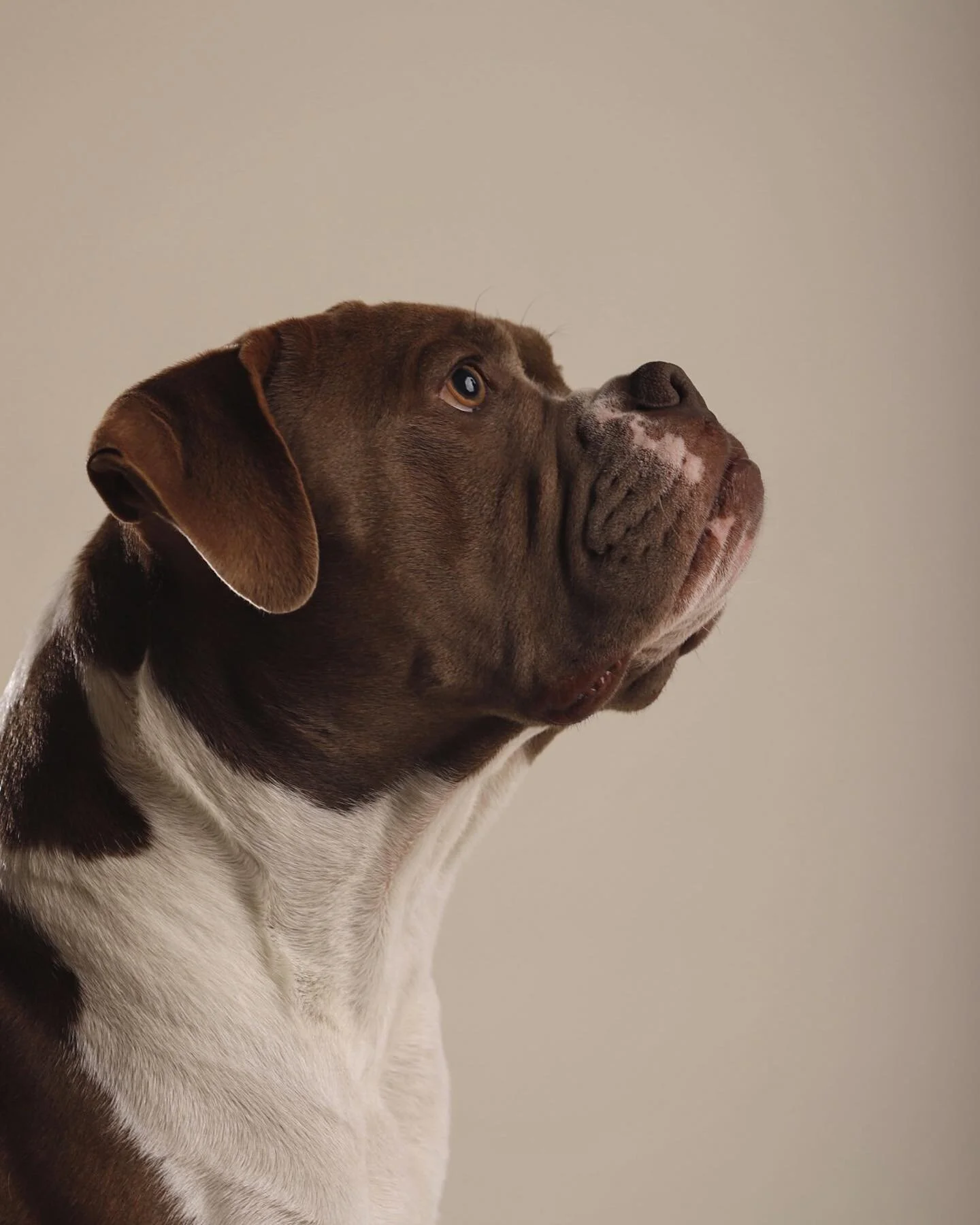 Emil the bulldog. 

.
.
.
.
.
.

#hundefotograf #petphotography #oslo #viken #bulldog #dotb #fotografering #minneforlivet #dinbestevenn #forfotografer #hundinorge #hundefoto #hund #followyourdream #yolo  #lovemydog #elinchrom #oslo #hotd #hairofthedo