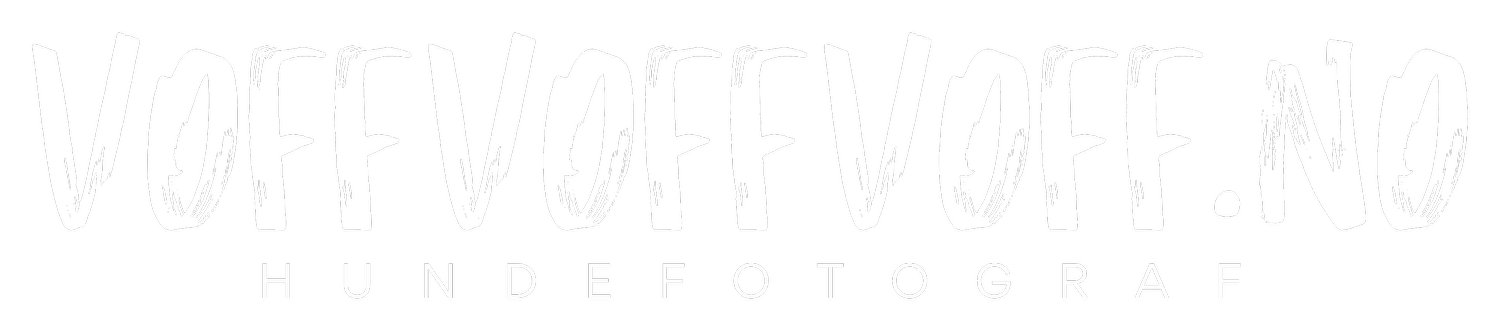 Hundefotograf Tina Odden