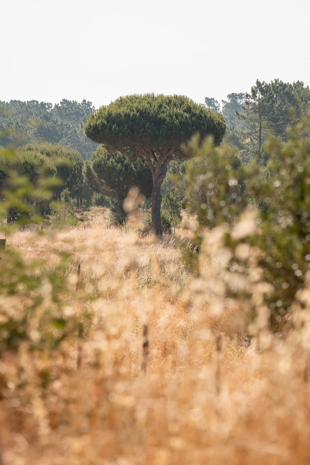 Landscape_2.jpg