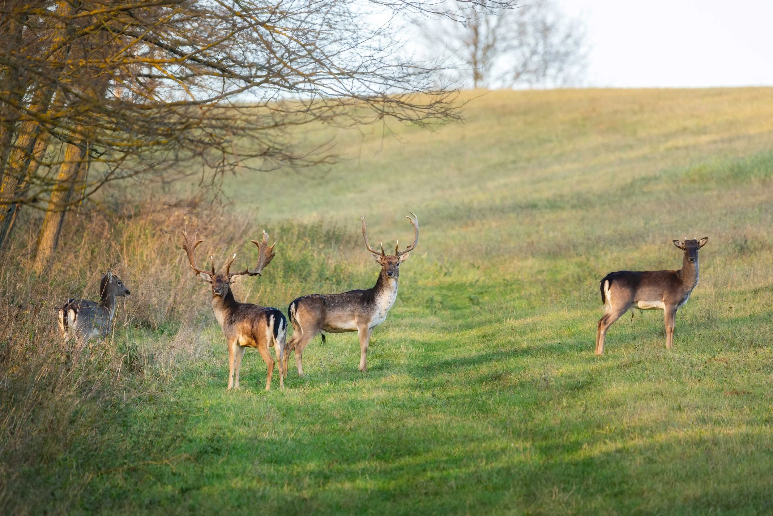 fallow-deer-2021-08-27-09-41-01-utc.jpg