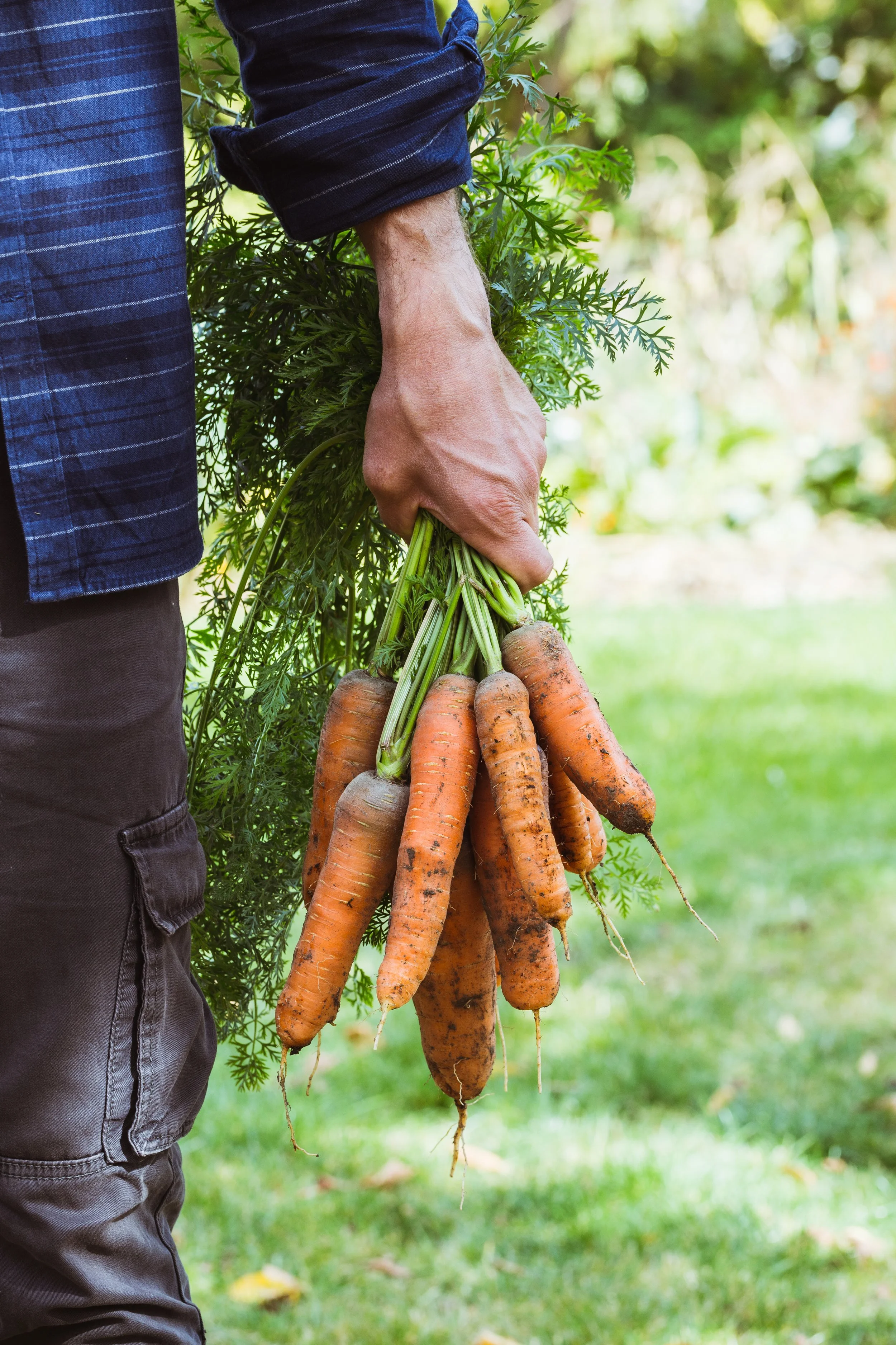 farmer-with-newly-picked-carrots-2021-08-27-09-39-20-utc.jpg