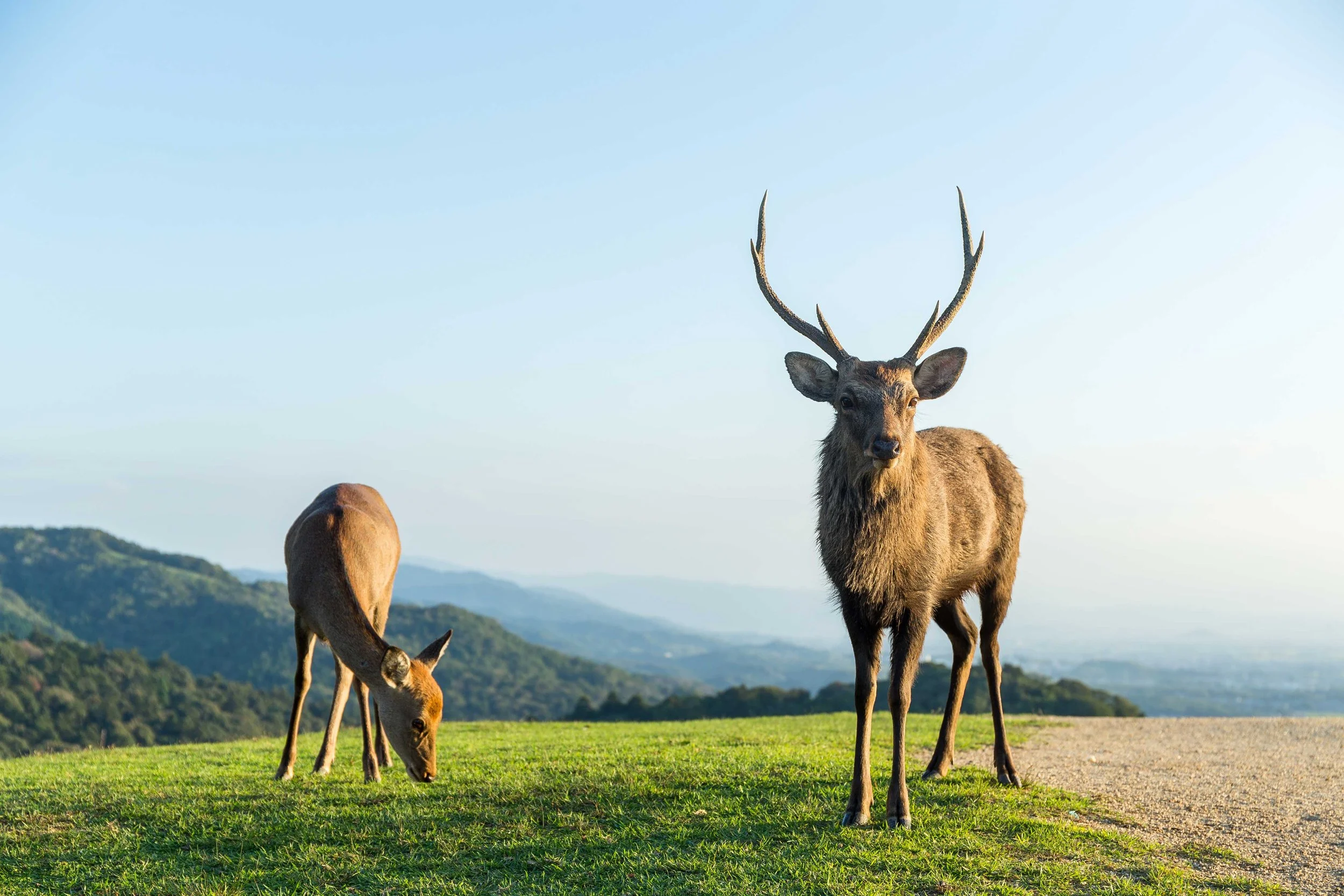 wildness-deer-2021-08-29-08-17-43-utc.jpg