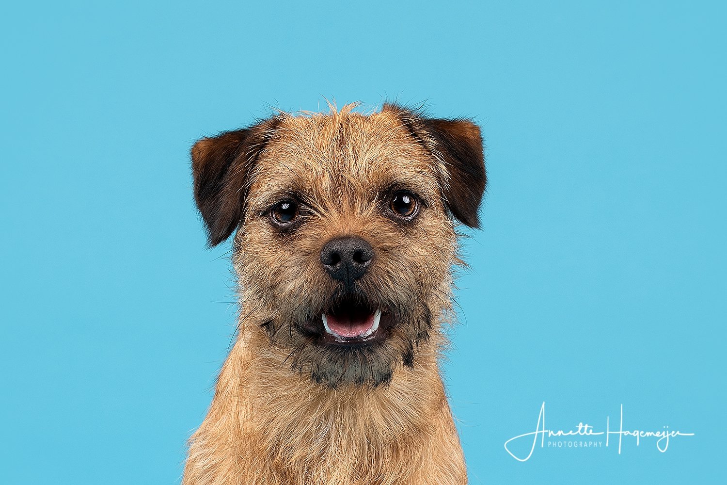 Borderterrier Fitz_Stephanie Bulten-0653_online-1.jpg