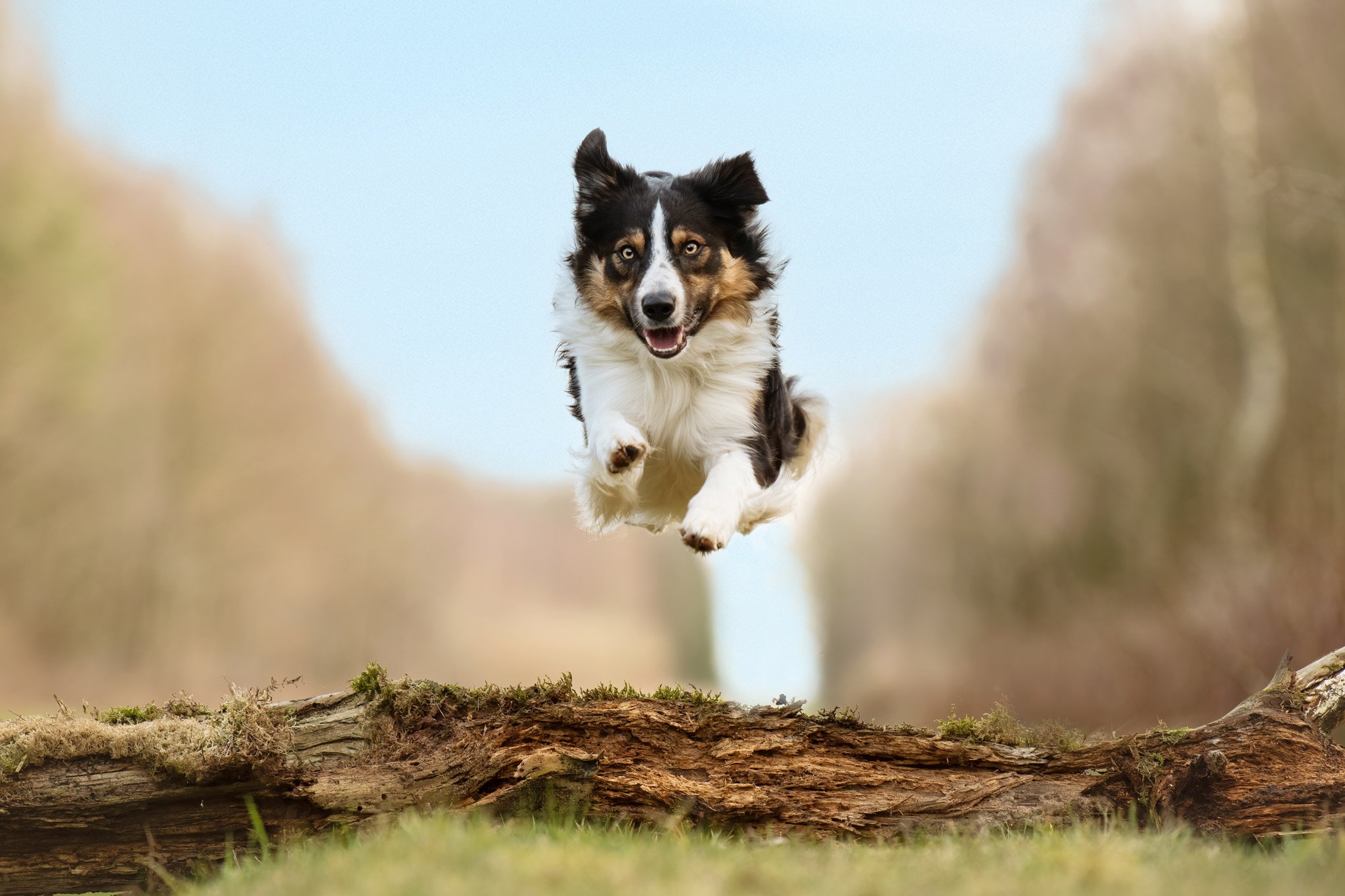 Bordercollie_Octa-van-Loevezijn-8963-2_online.jpg