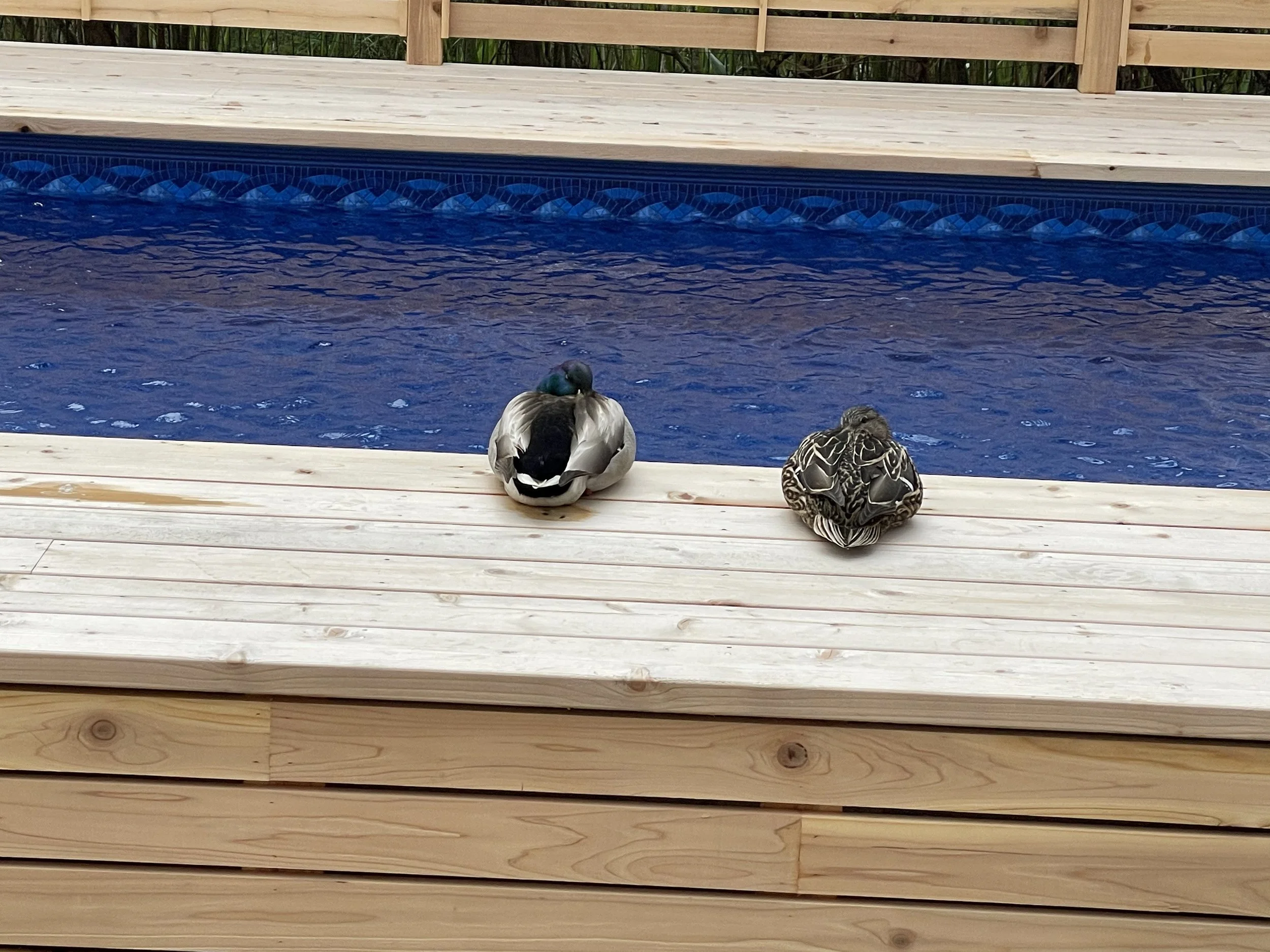 2021_PoolsHotTubs_IMG_1277.jpeg
