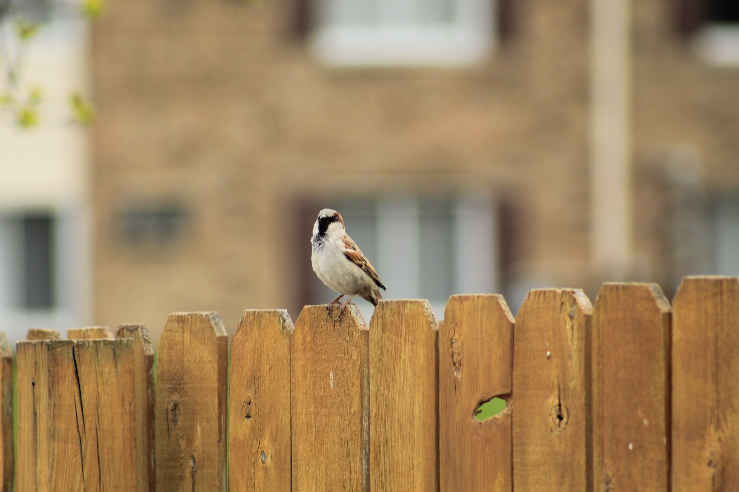 Fences for all