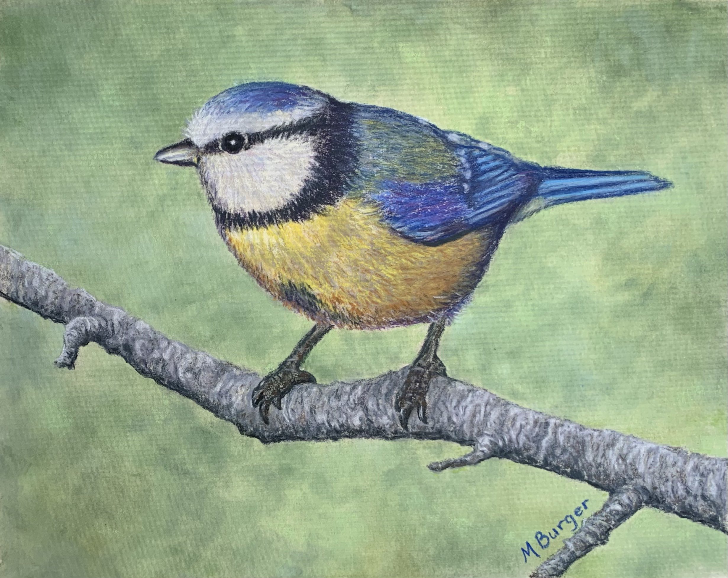Blue-tit-bird-jpeg.jpeg