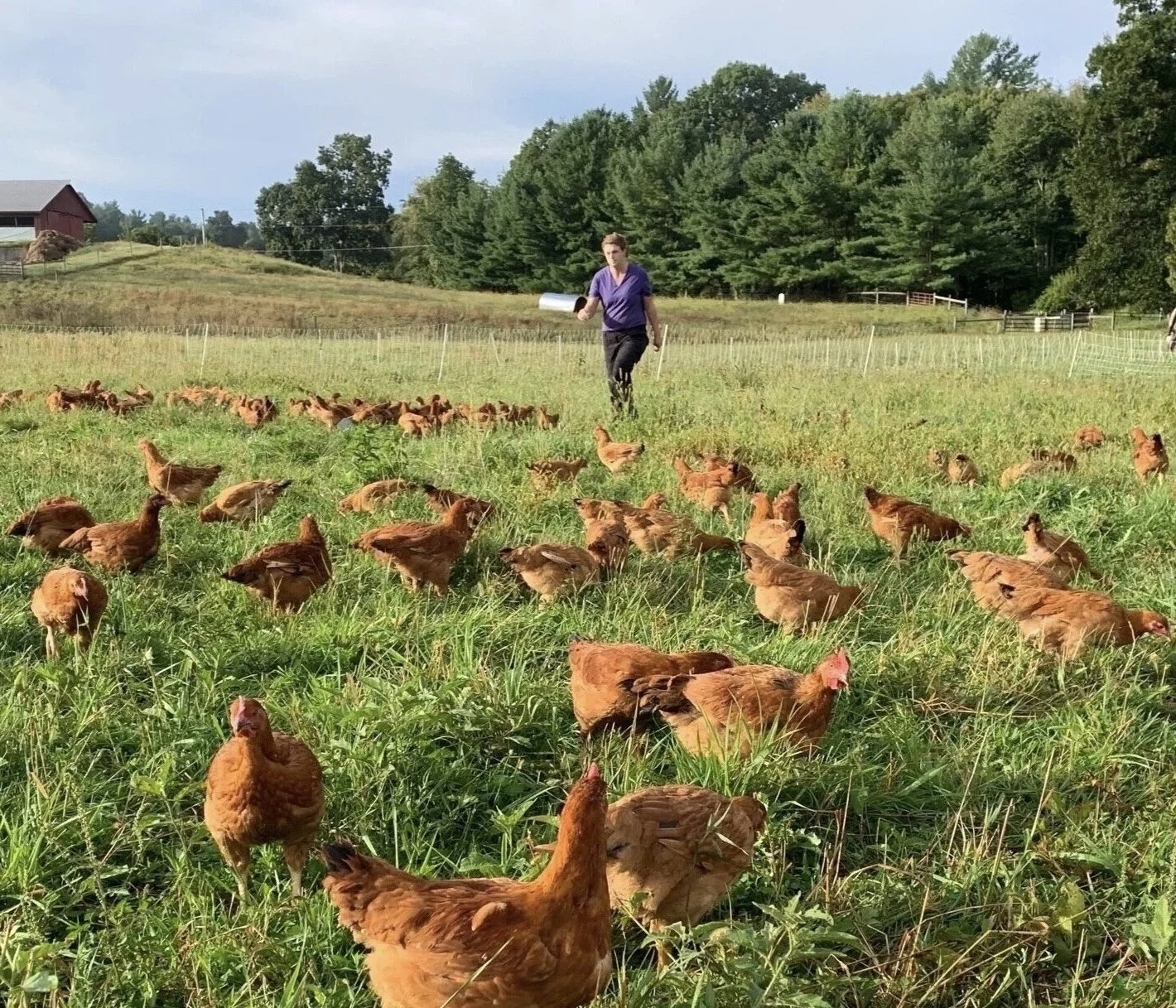 Kinderhook Farm — Anne Saxelby Legacy Fund