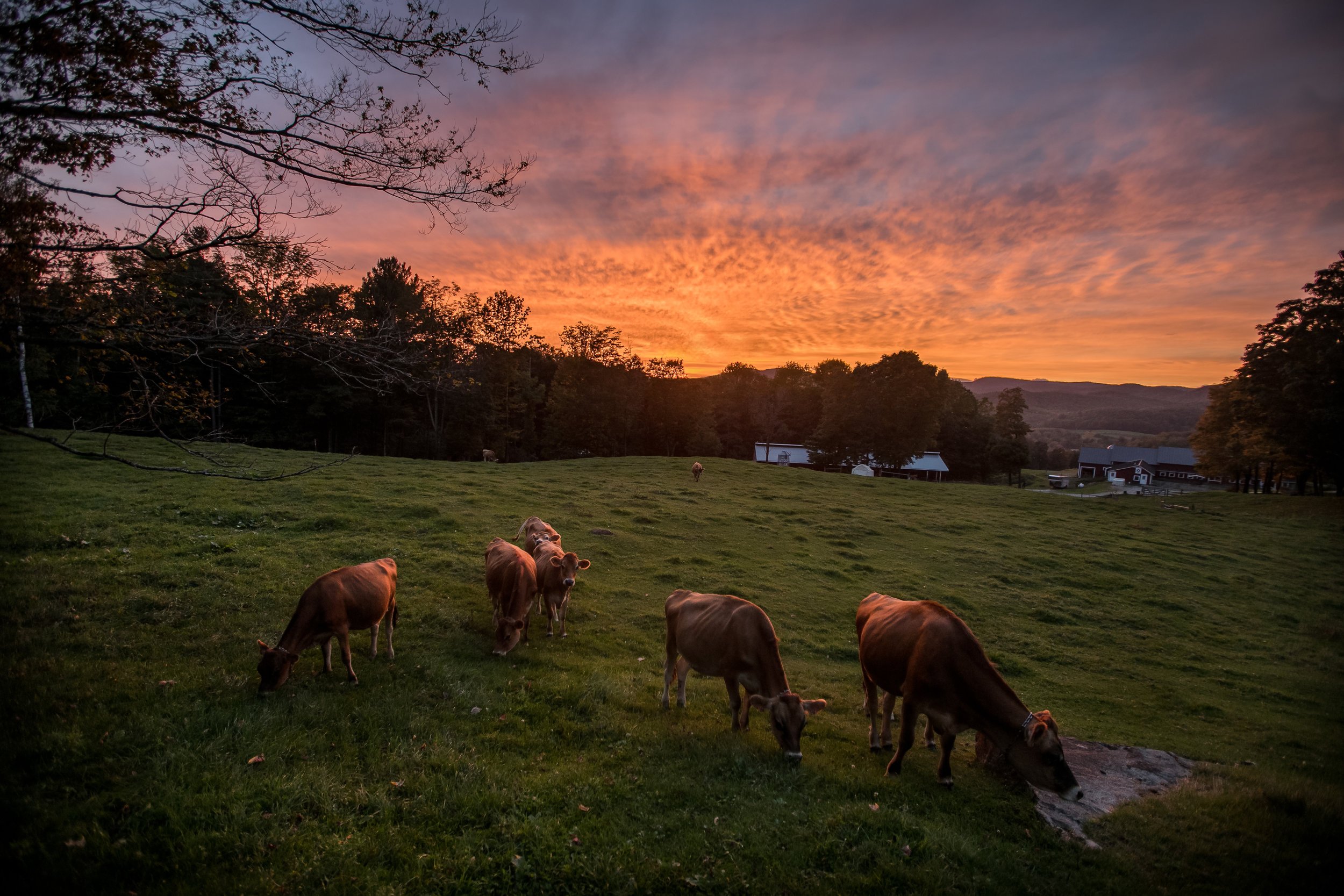 Spring Brook Farm Cows