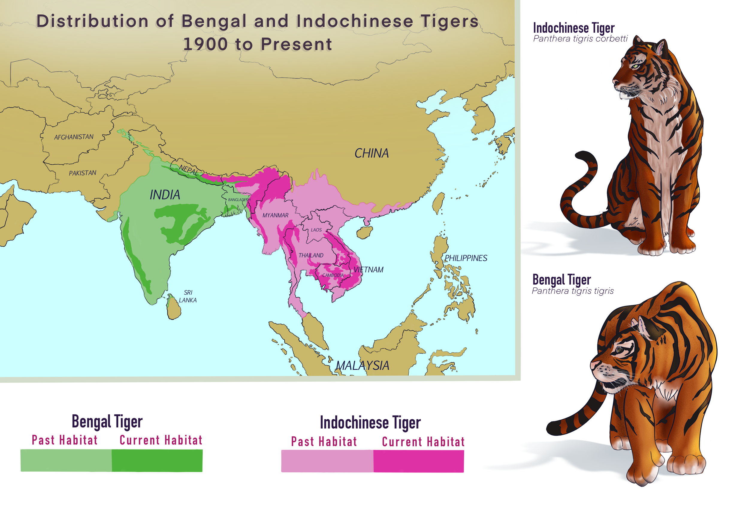 Tiger Distribution, 2022, Digital, 11"X17"