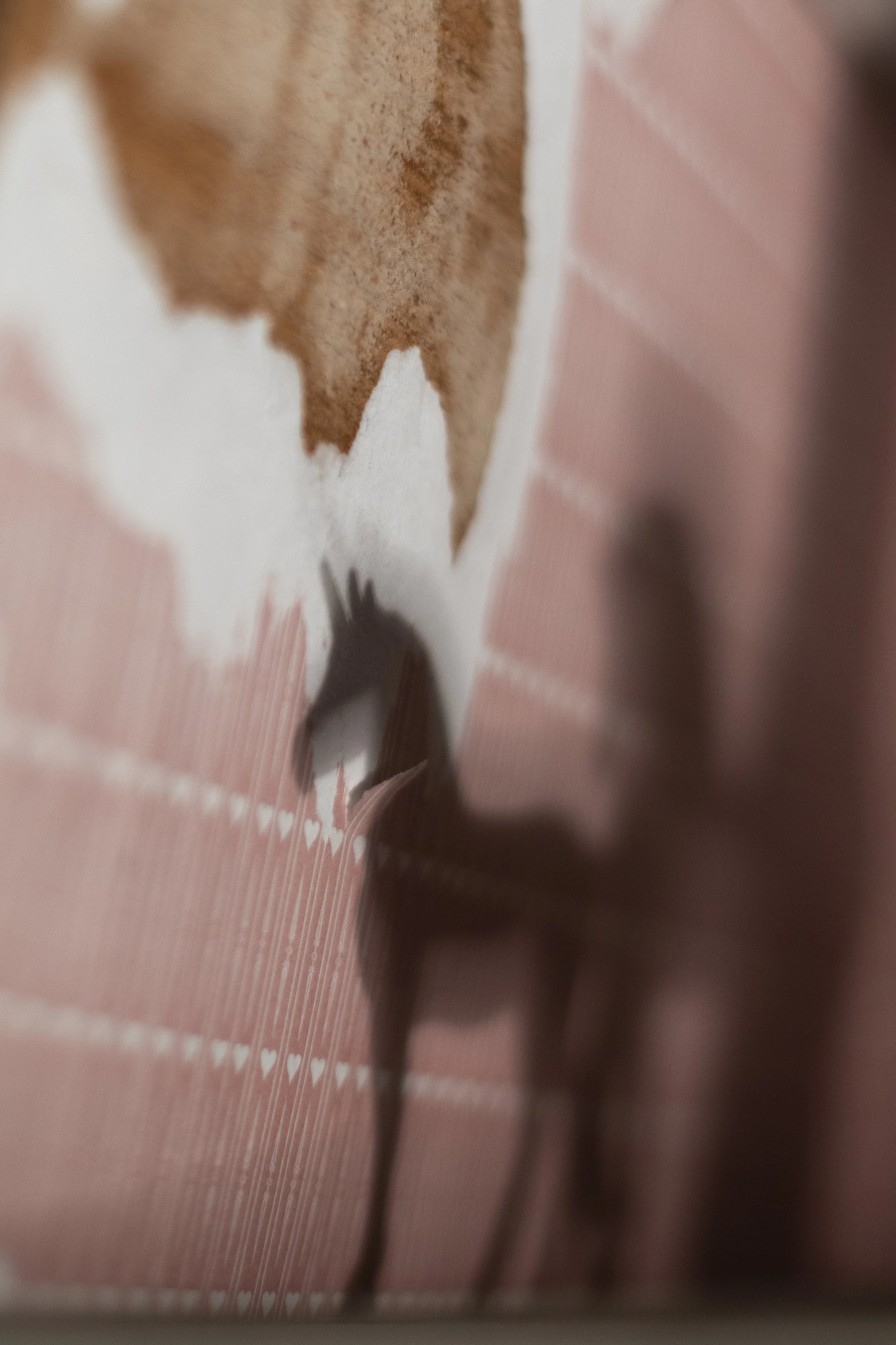 My Shadow in the Pink Room, February 2024. 24 in x 16 in