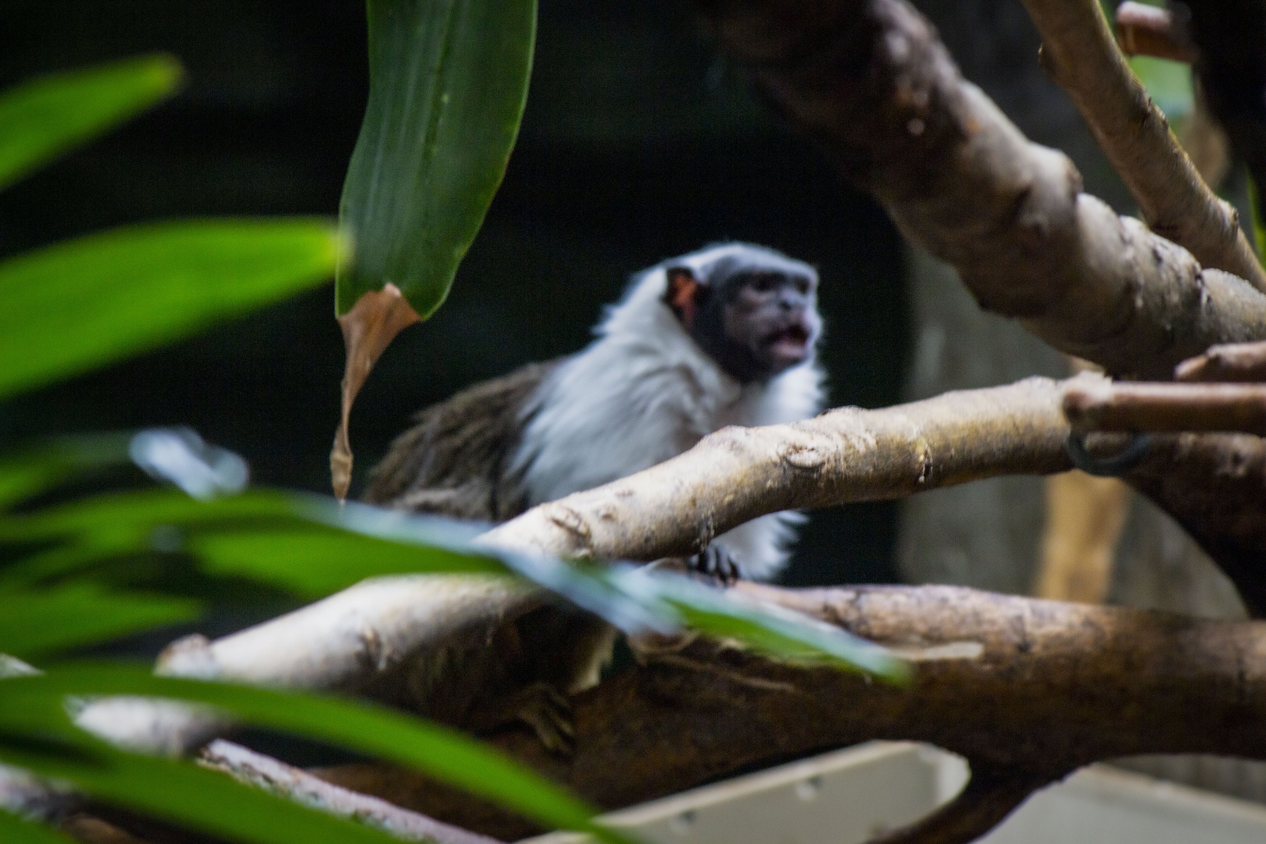 Monkey, Digital Photography, 1920 x 1080