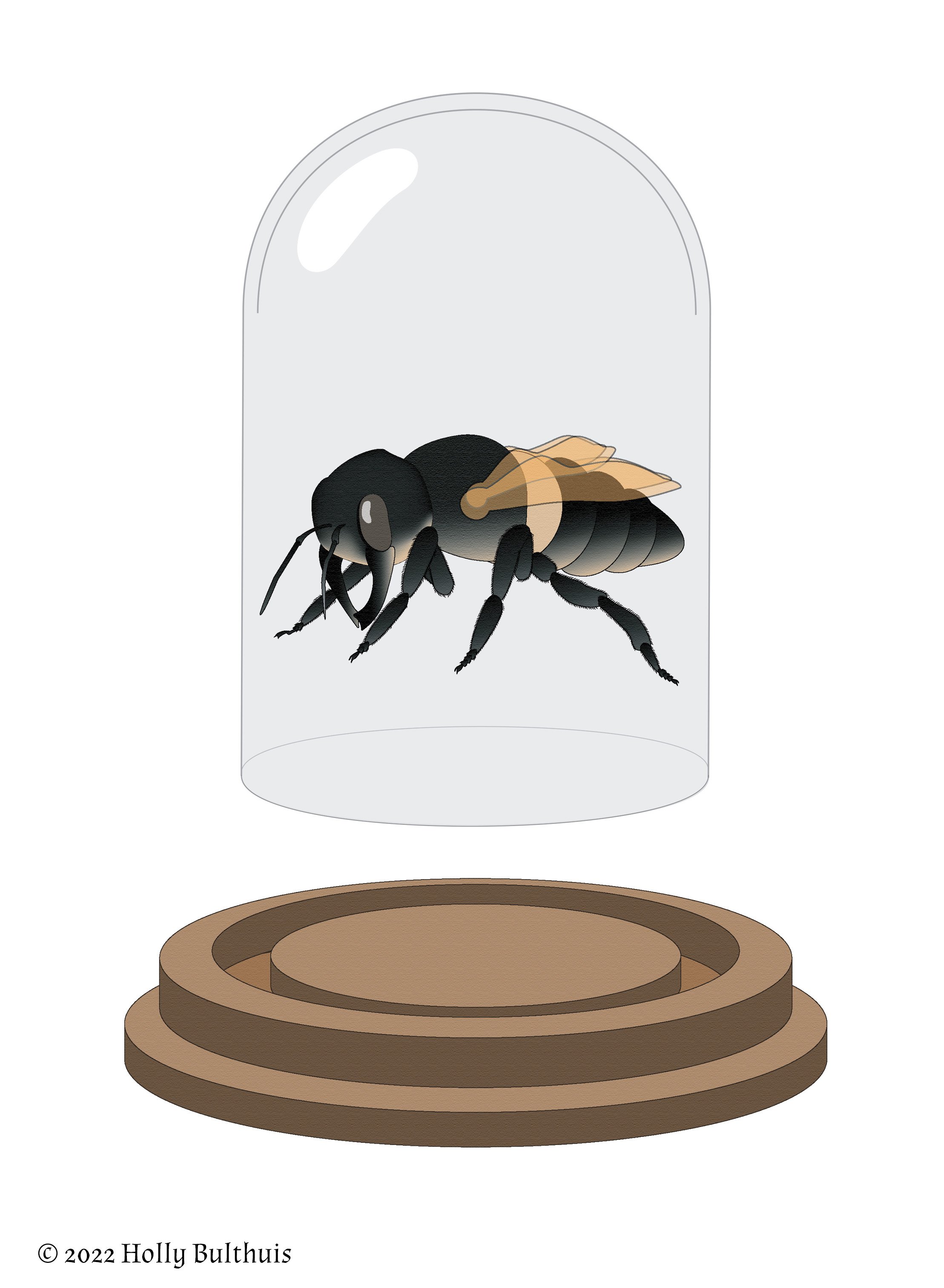 Wallace's Giant Bee, 2022, Illustrator, 8" x 10"