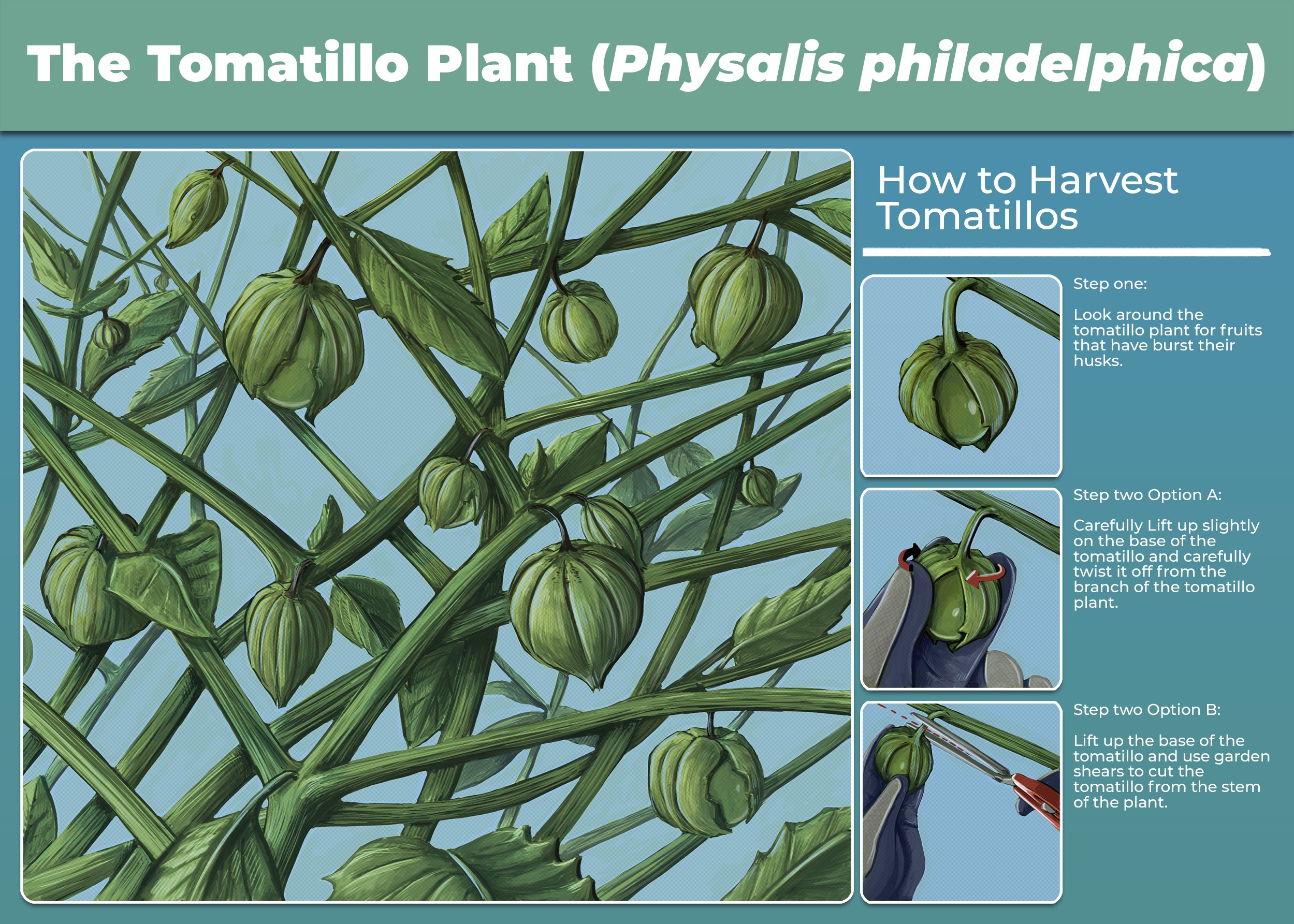 Tomatillo Harvest guide, 2021, digital, 14”x 10”