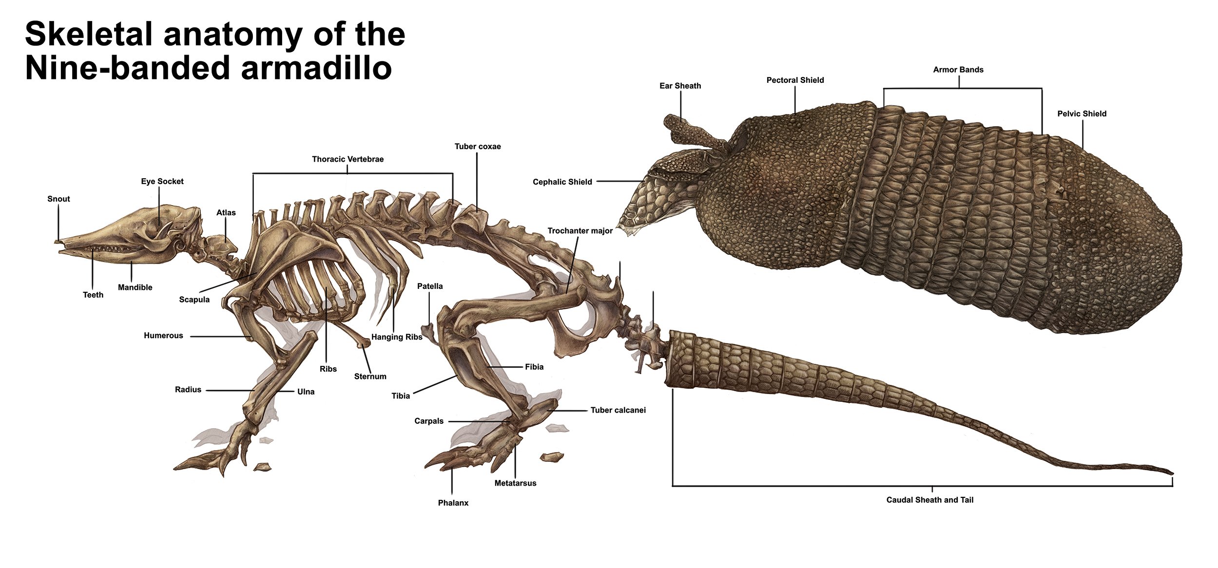 1:1 Nine-banded Armadillo, 2021, Graphite and photoshop, 30” x 14”