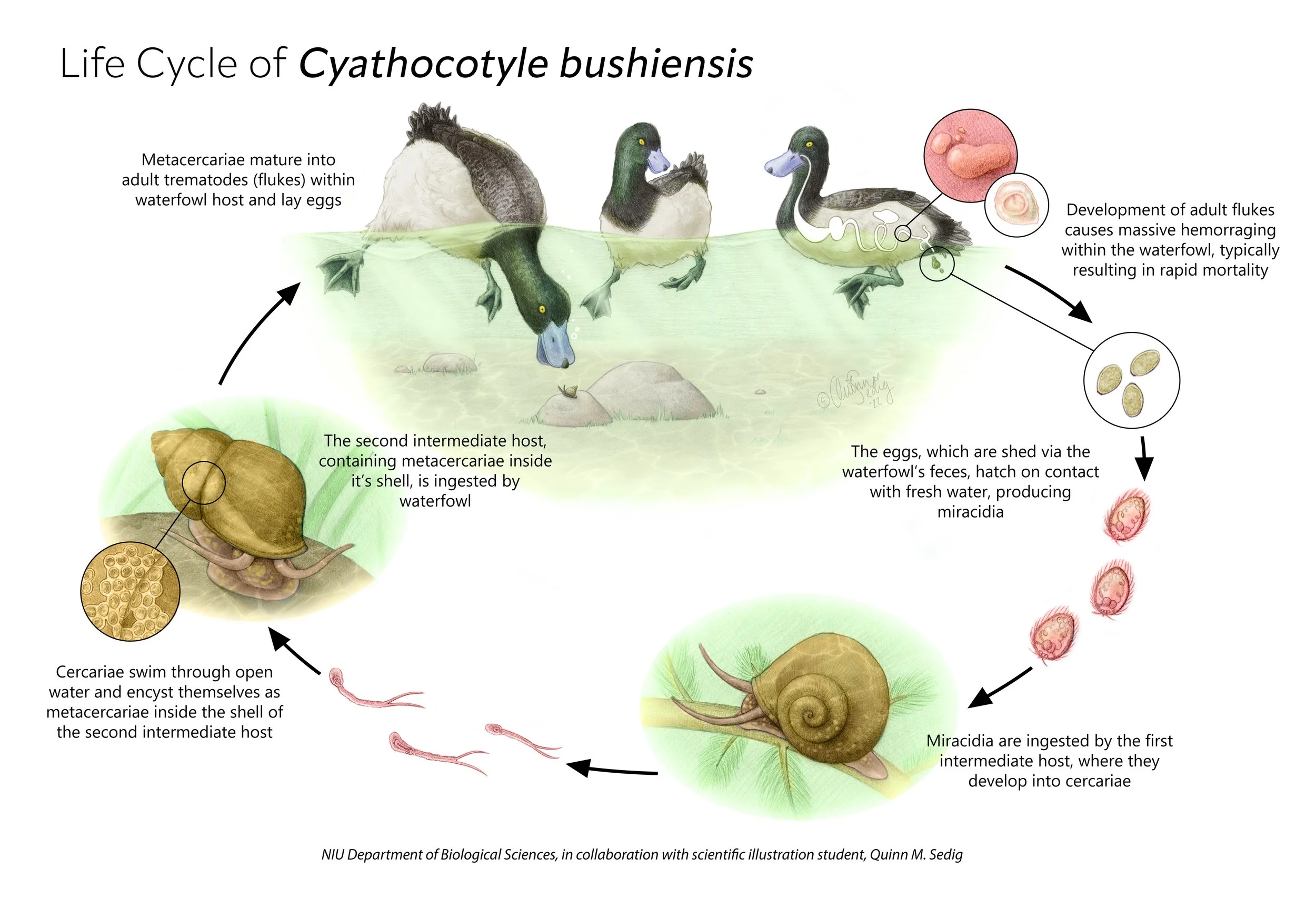 "Life Cycle of C. bushiensis" graphite pencil on paper, Adobe Photoshop, 2022