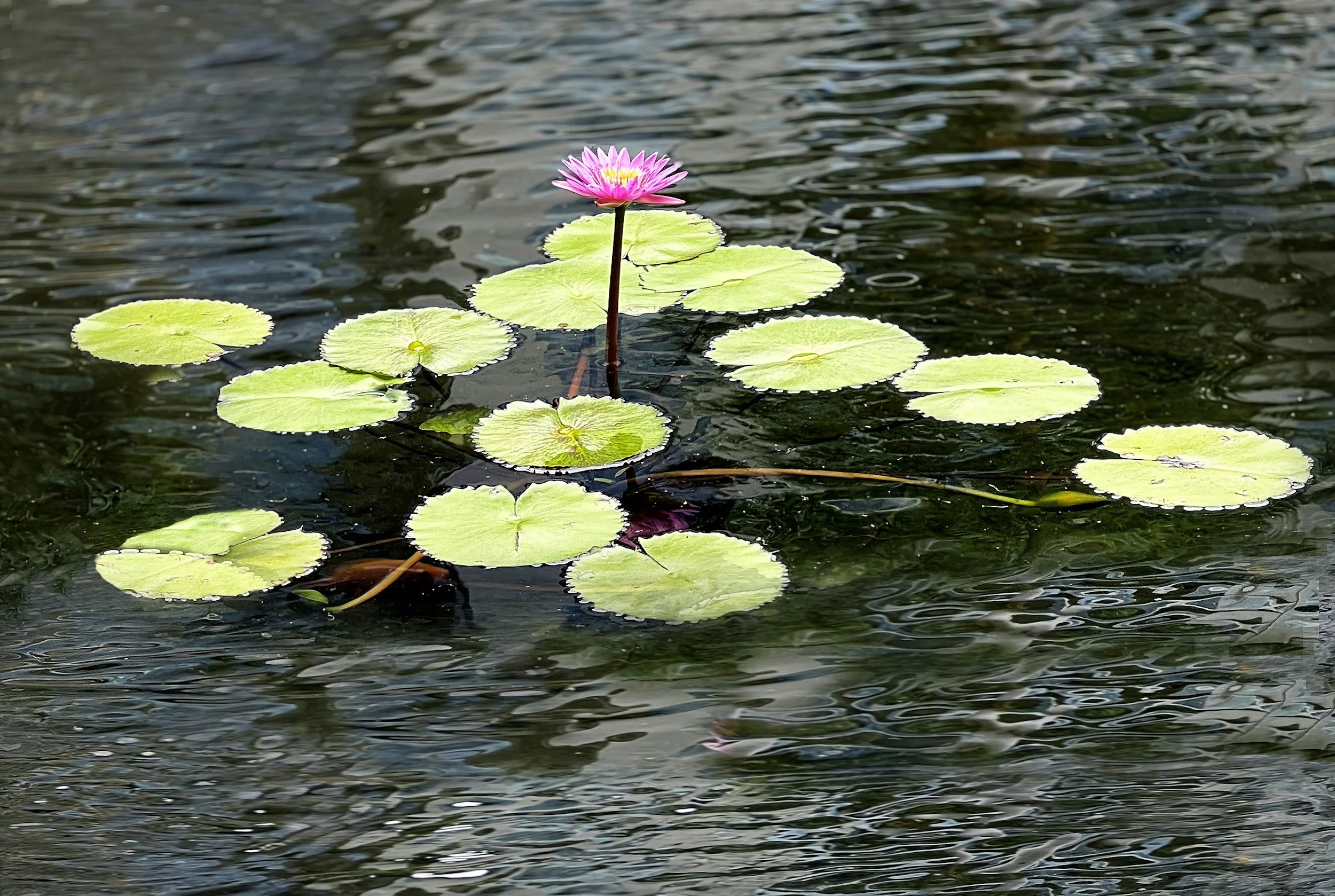 Sangha as Refuge