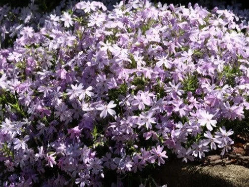 Part I:  The Karaniya Metta Sutta