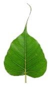 Dharma Seed