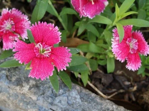 Part II:  Growing the Heart through Recitation